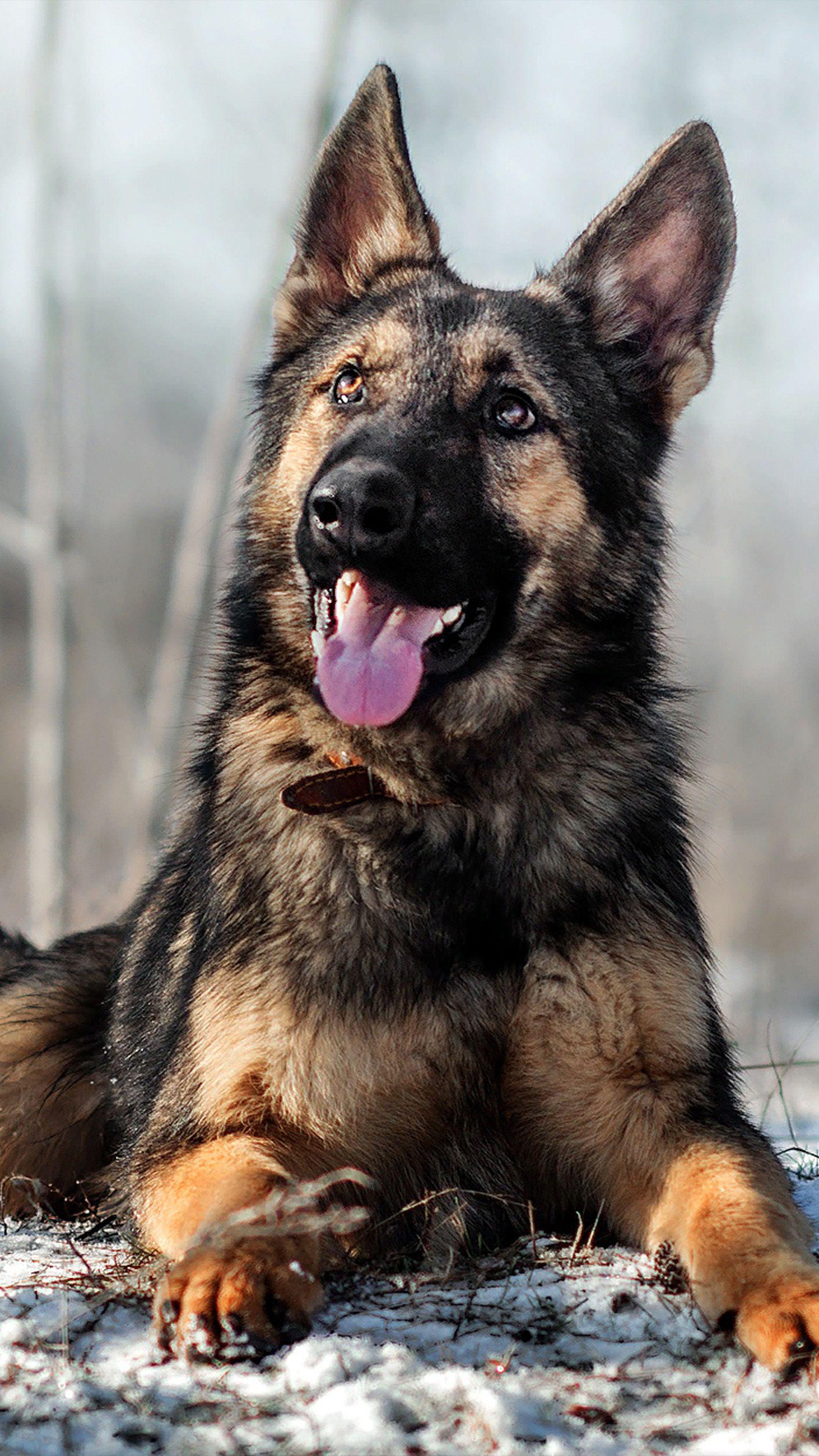 2160x3840 German Shepherd Pet Dog Snow 4K Ultra HD Mobile Wallpaper