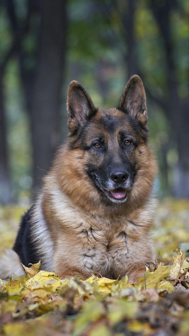 720x1280 Animal Dog (720x1280) Wallpaper