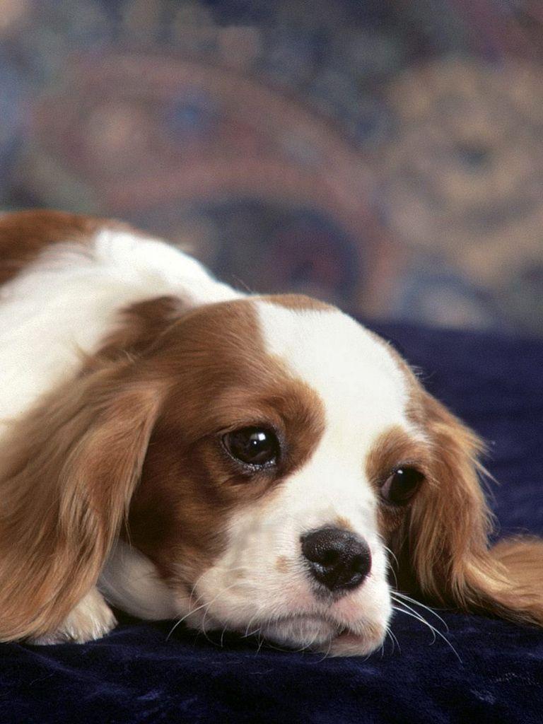 768x1024 Cute Puppy Dog Resting