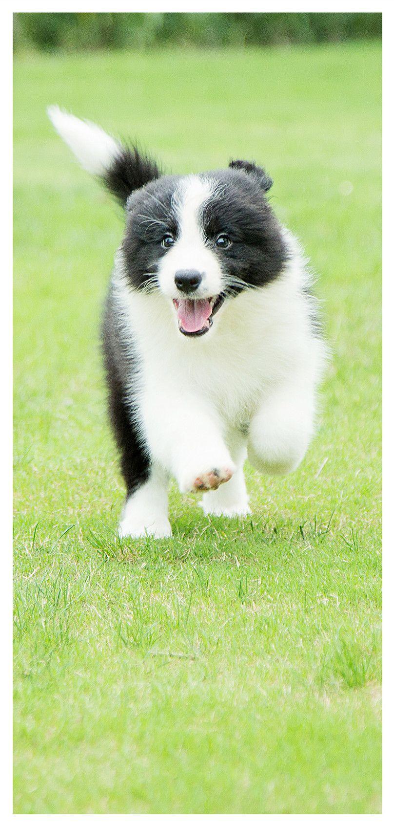 808x1692 dog mobile phone wallpaper background image free download