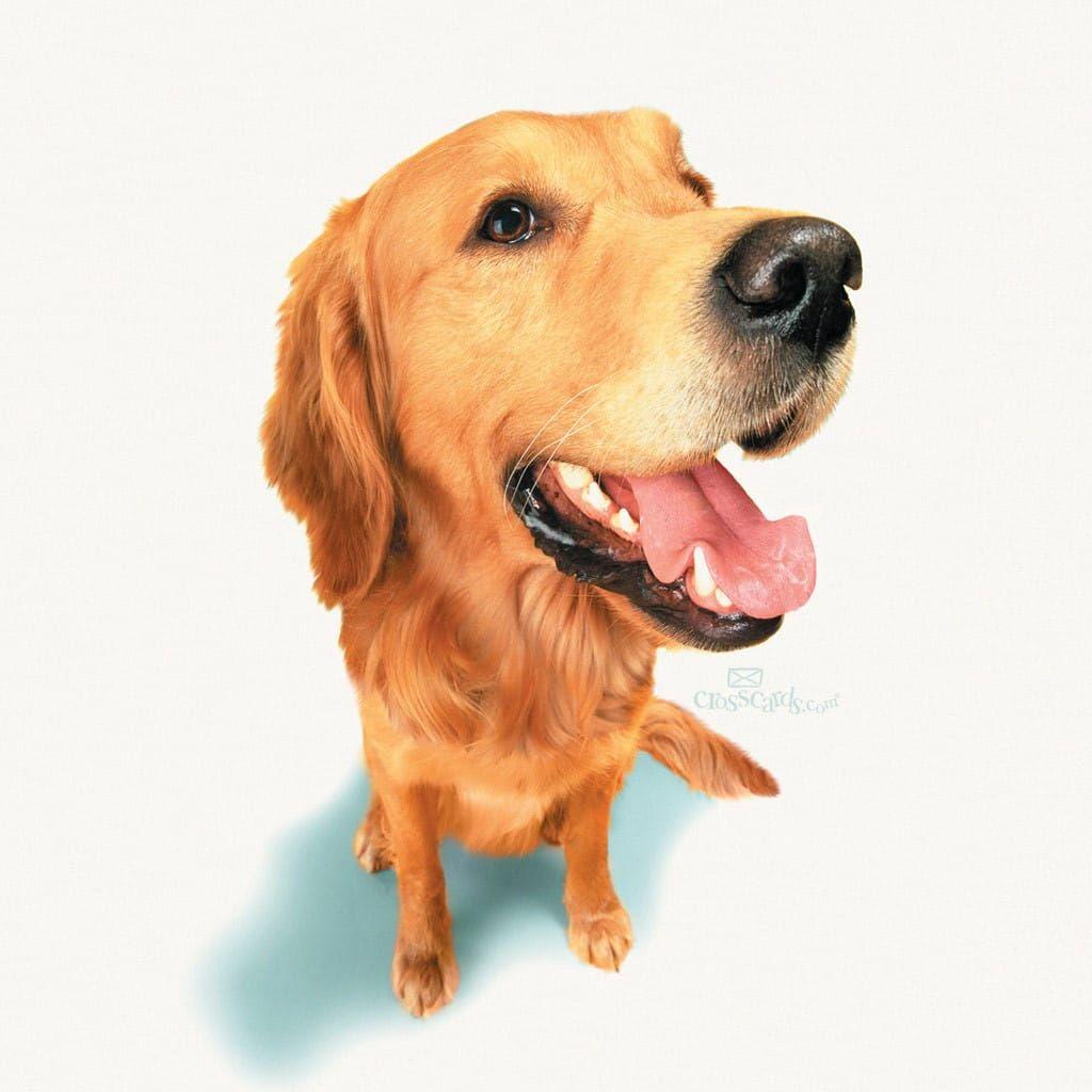 1024x1024 Dog Wallpaper and Mobile Background