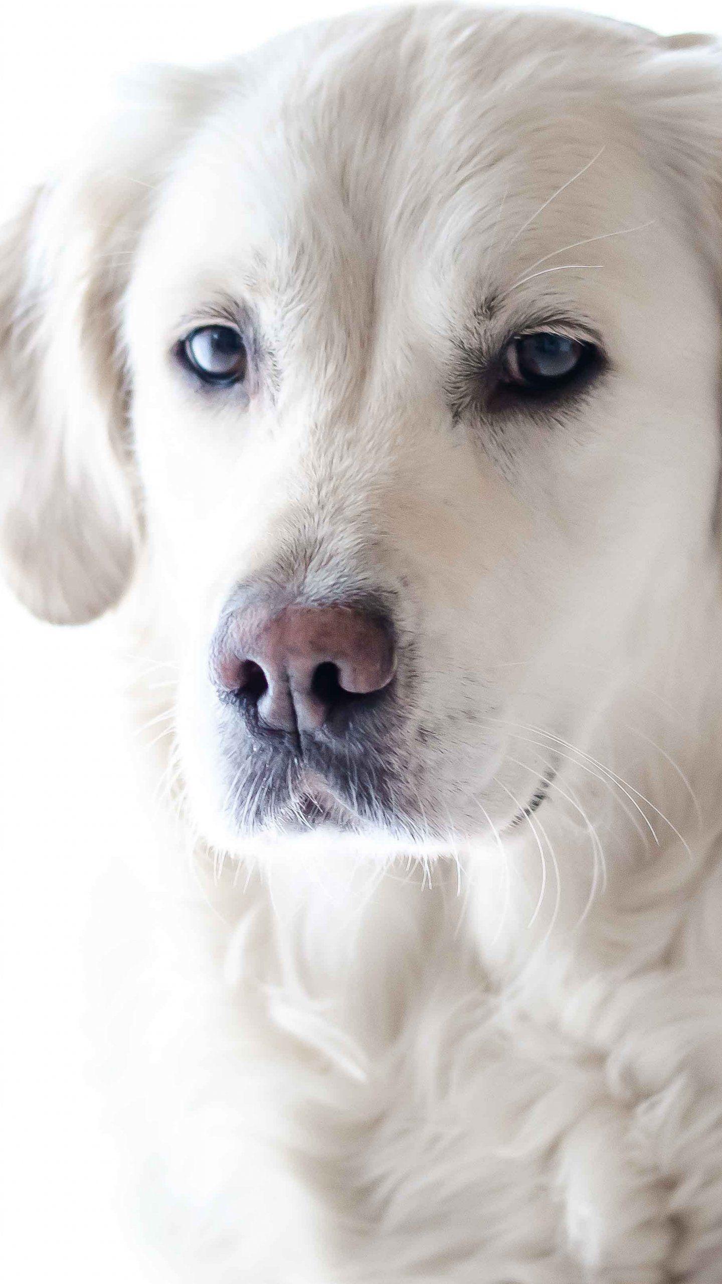 Dog Mobile Wallpapers Top Free Dog Mobile Backgrounds WallpaperAccess