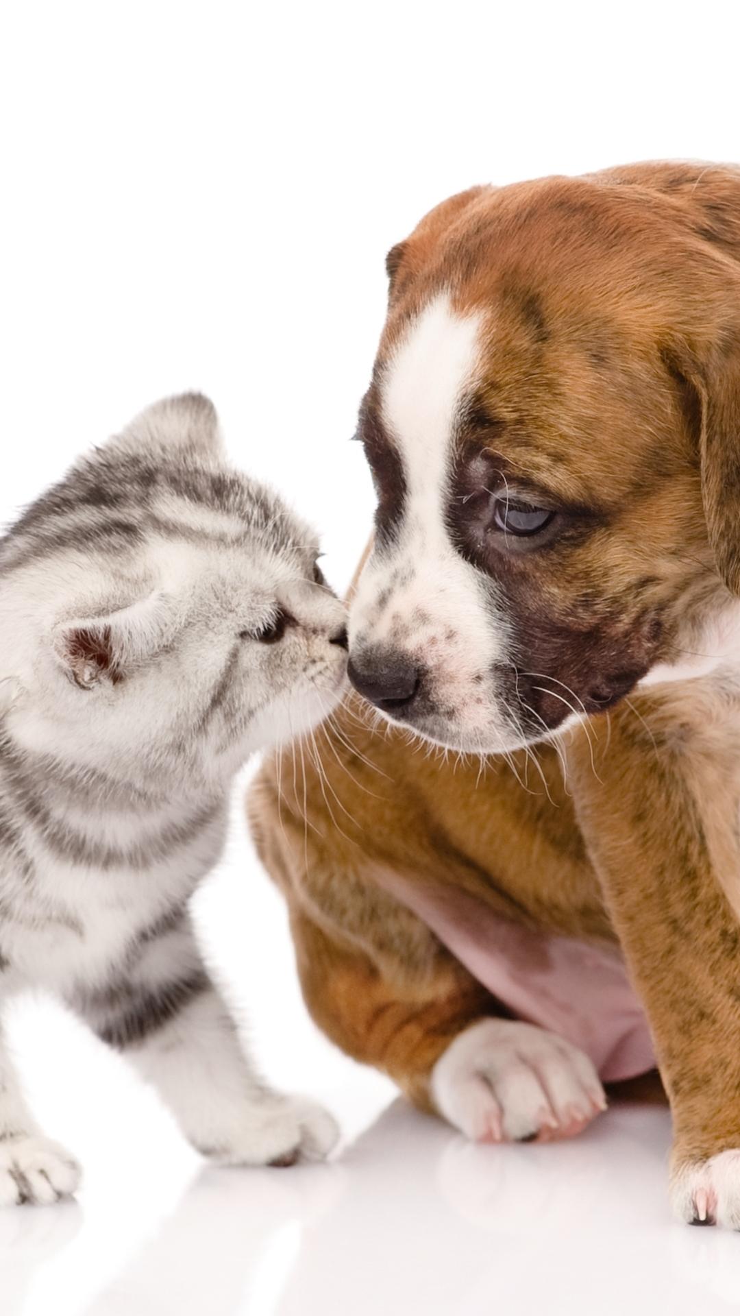 1080x1920 Puppy With Cats Wallpaper