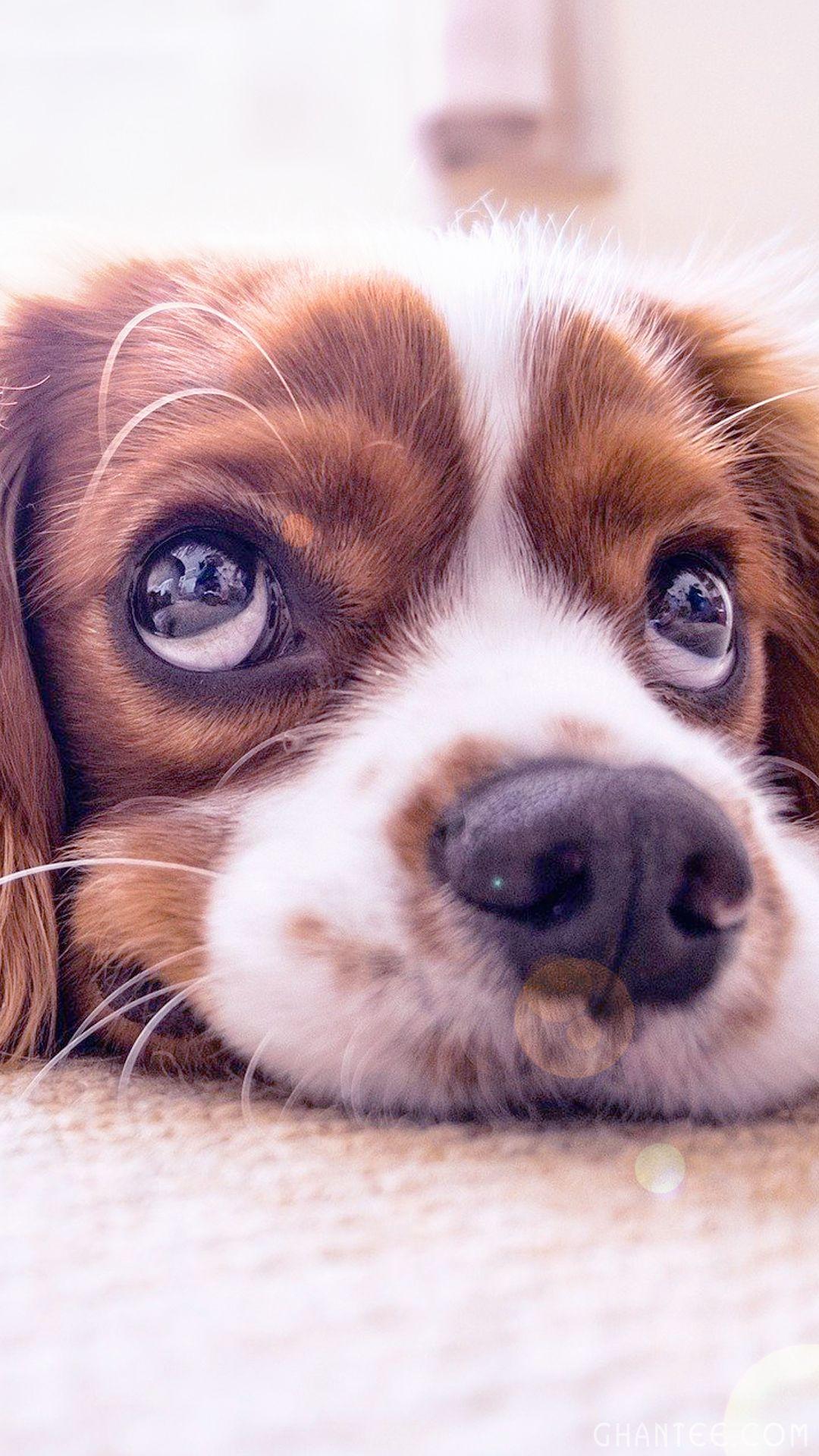 1080x1920 dog mobile wallpaper