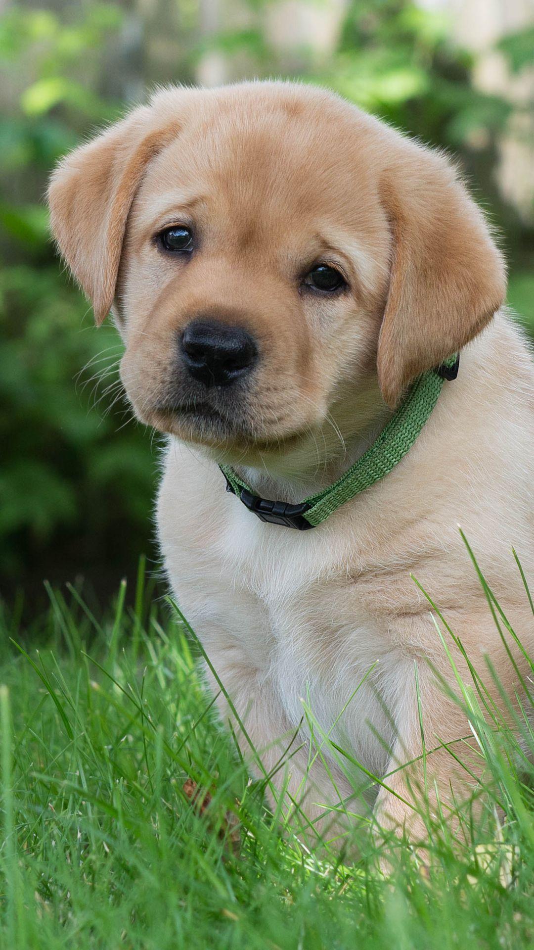 1080x1920 Baby Dog Wallpaper Mobile Animals Wallpaper Ideas. Golden