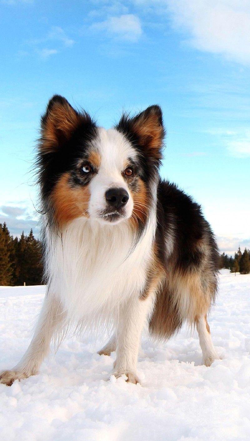 800x1411 Super cute pet dog mobile wallpaper