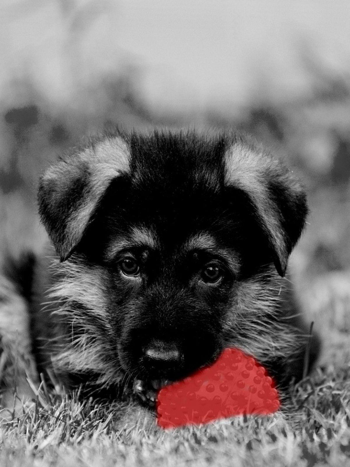 1200x1600 Black Dog Mobile Wallpaper