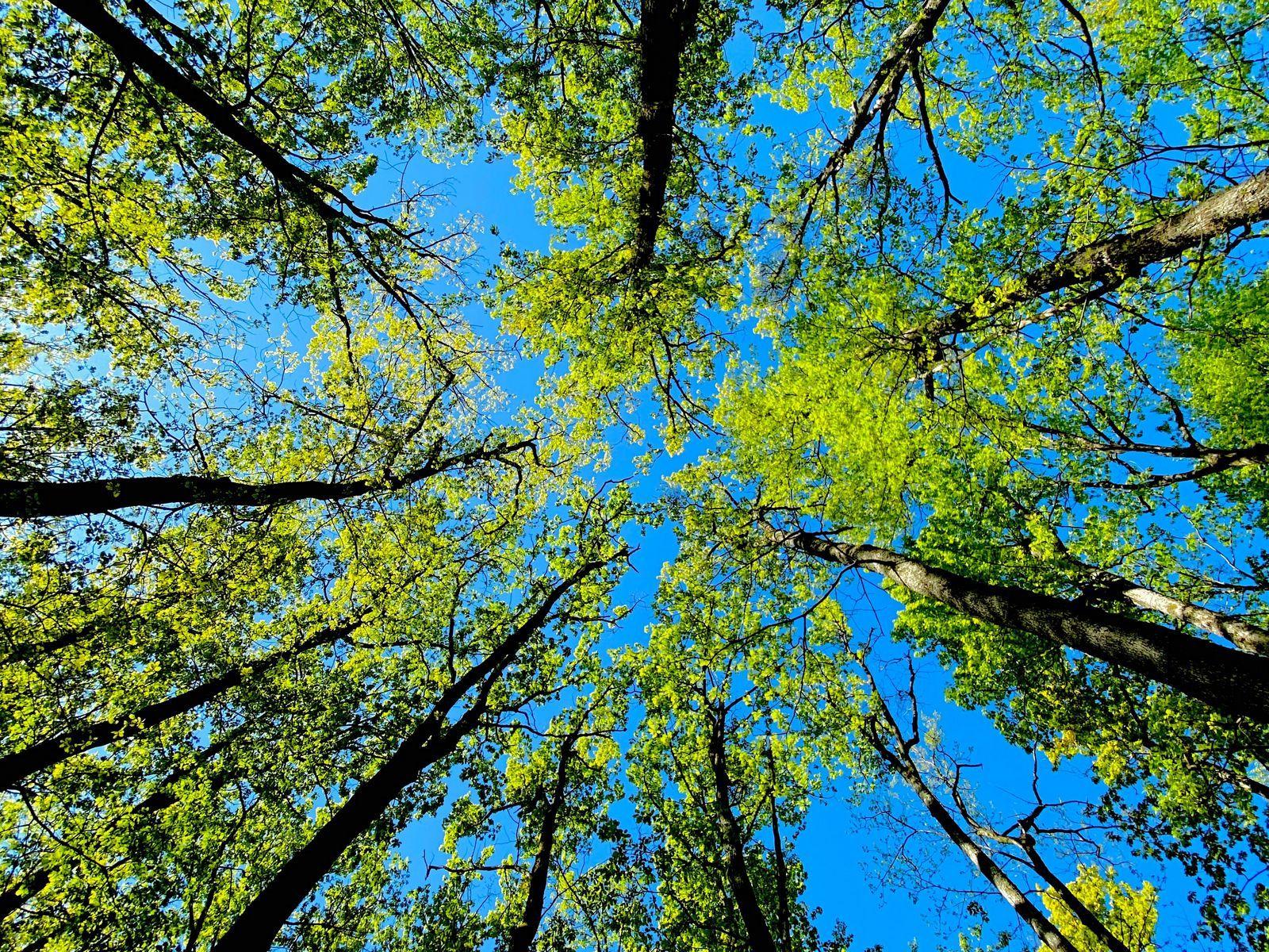 1600x1200 Download wallpaper 1600x1200 trees, bottom view, summer standard 4