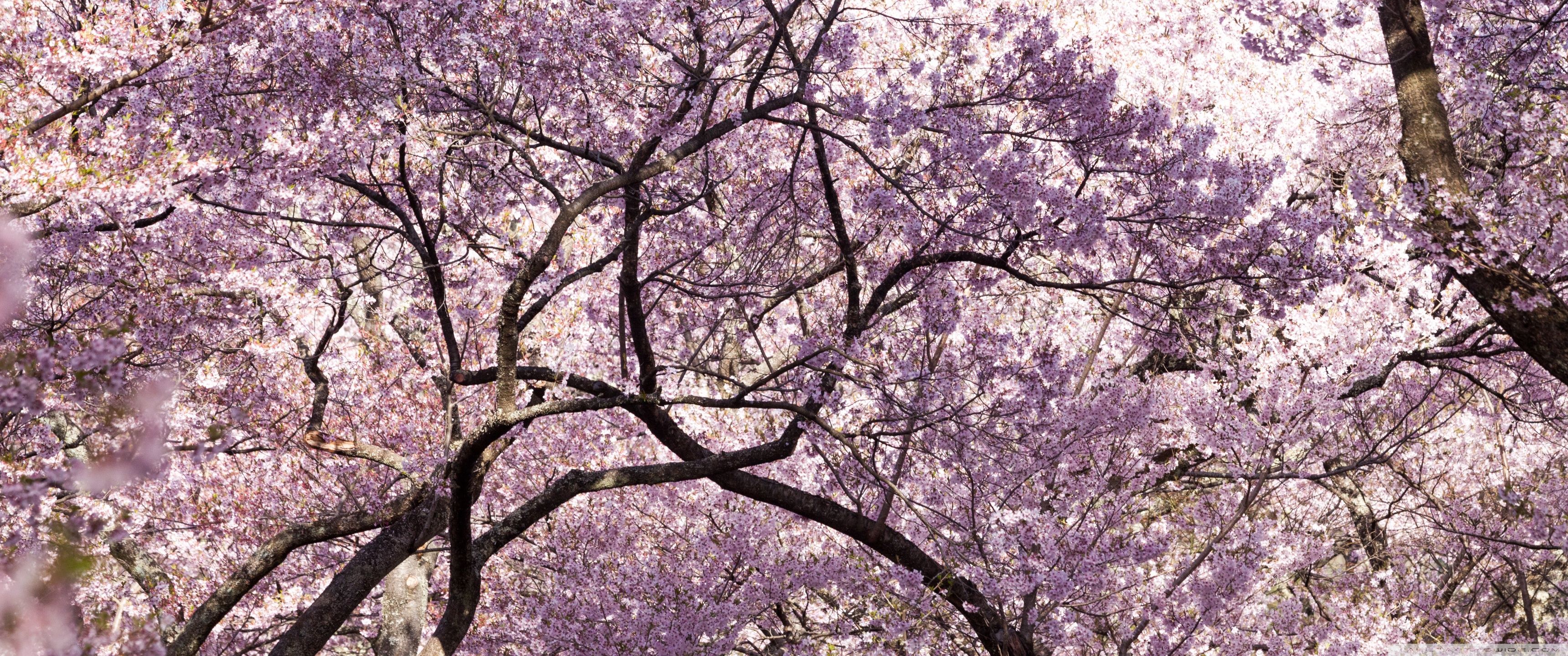 3440x1440 Pink Cherry Blossom Tree Japan 4K UHD Wallpaper for UltraHD Desktop and TV : Widescreen and UltraWide Display : Dual and Triple Monitor : Smartphone and Tablet Devices