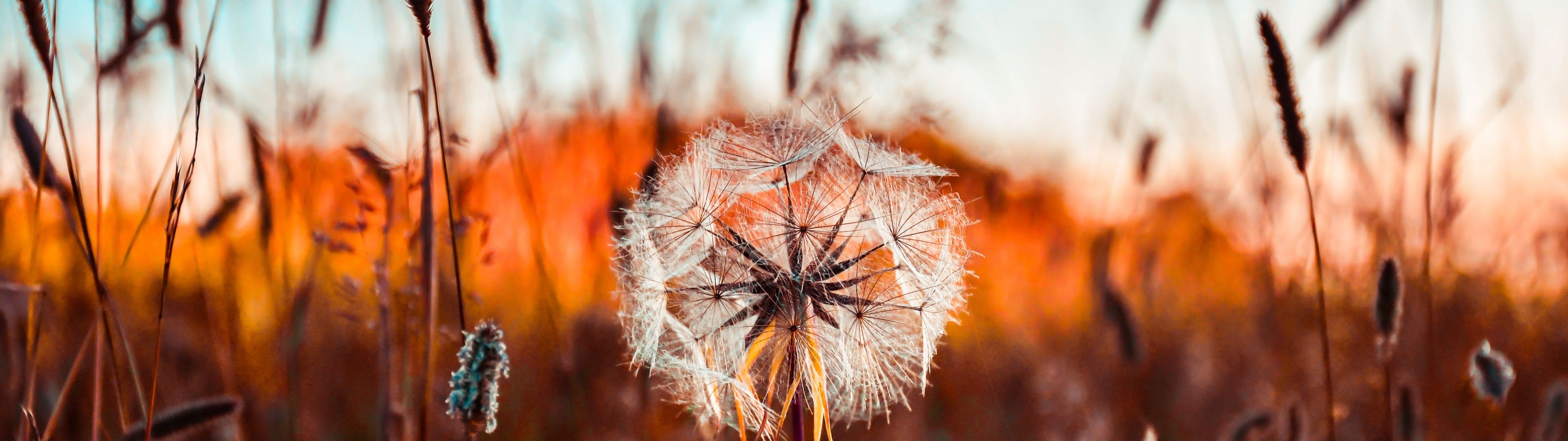 3840x1080 Dandelion flower Wallpaper 4K, Summer, Sunset, Fields, Landscape