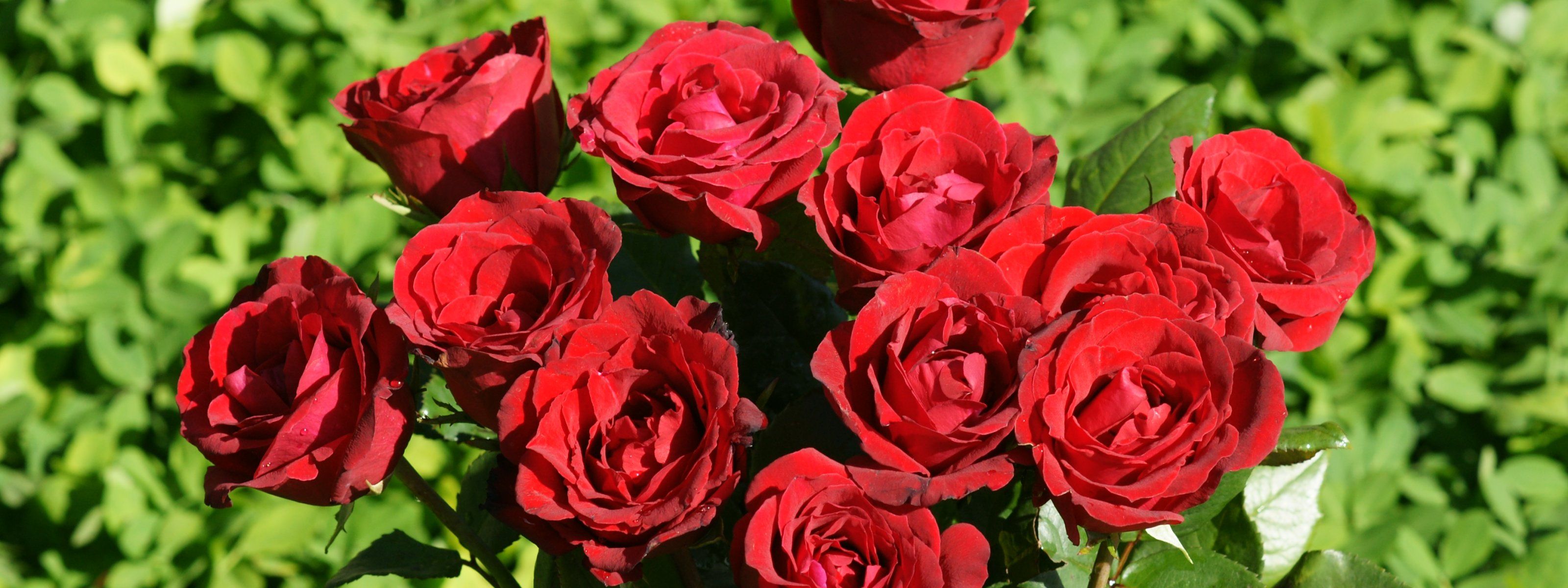 3200x1200 Roses monitor wallpaper