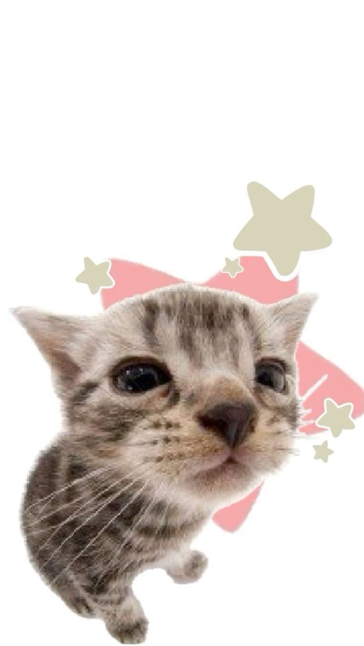 736x1308 котик y2k