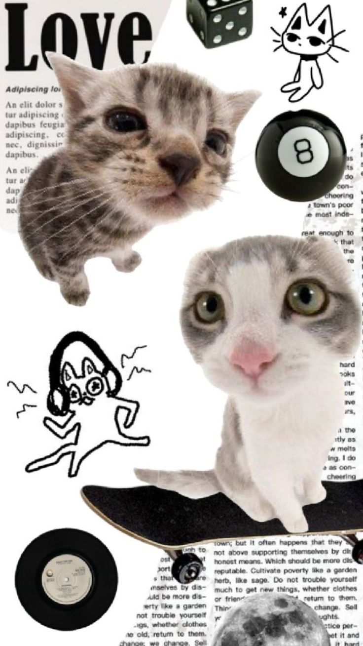 736x1308 Unlock Your Creative Energy with Shuffles. Y2k cats wallpaper, Silly cat wallpaper iphone, Silly cats