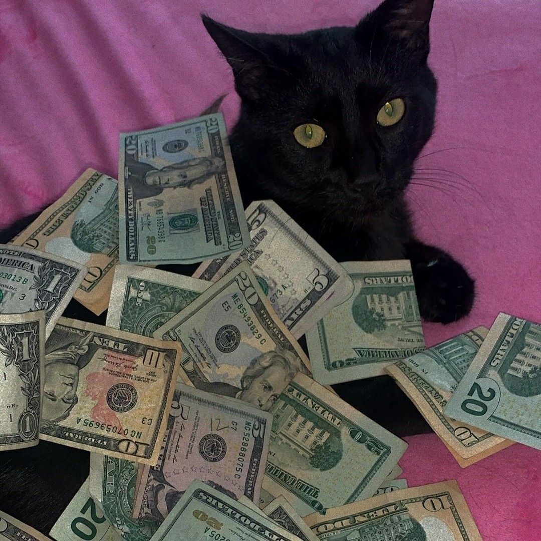 1080x1080 Money Cat Wallpaper
