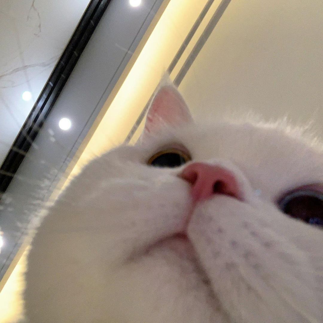1080x1080 image tagged with cileekk, cat, cute
