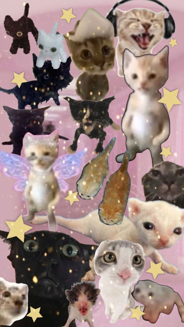 736x1308 Cute Cat Wallpaper #cats. Cats cats cats wallpaper, Y2k cat background, Silly cats wallpaper