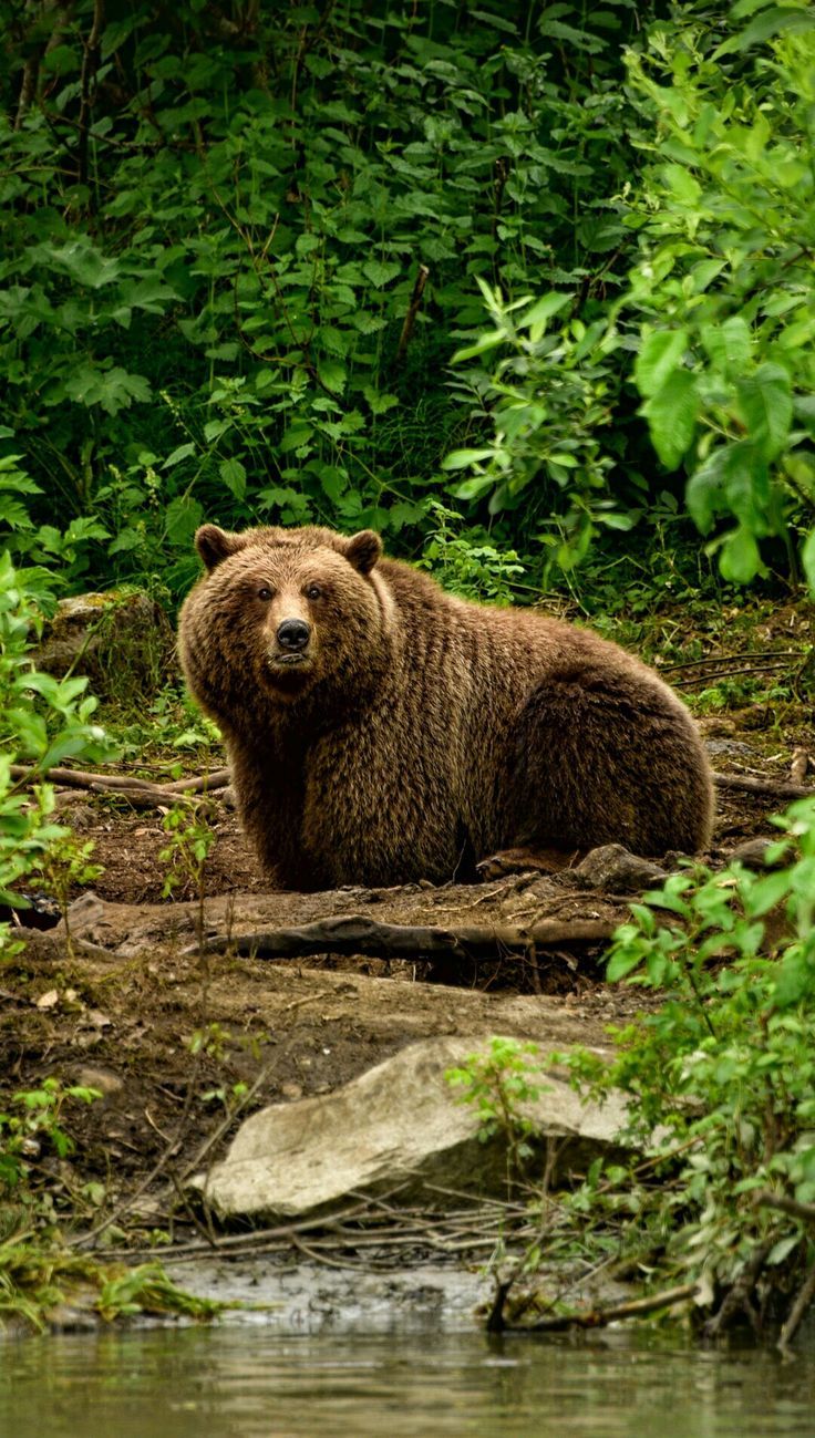 736x1299 Beautiful Grizzly Bear in the Woods. Wild bear wallpaper, Grizzly bear 4k, Grizzly bear stare