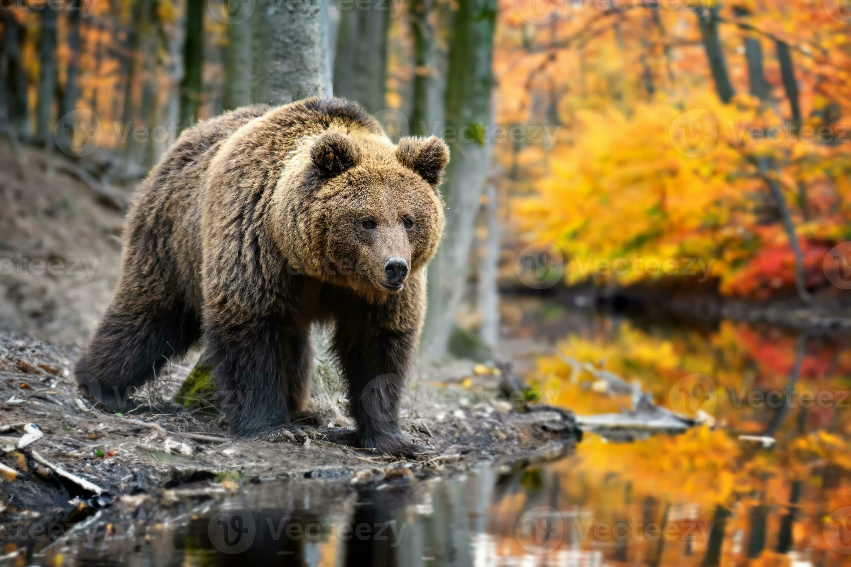 2940x1960 Brown bear on branch in autumn forest. Animal in nature habitat. Wildlife scene