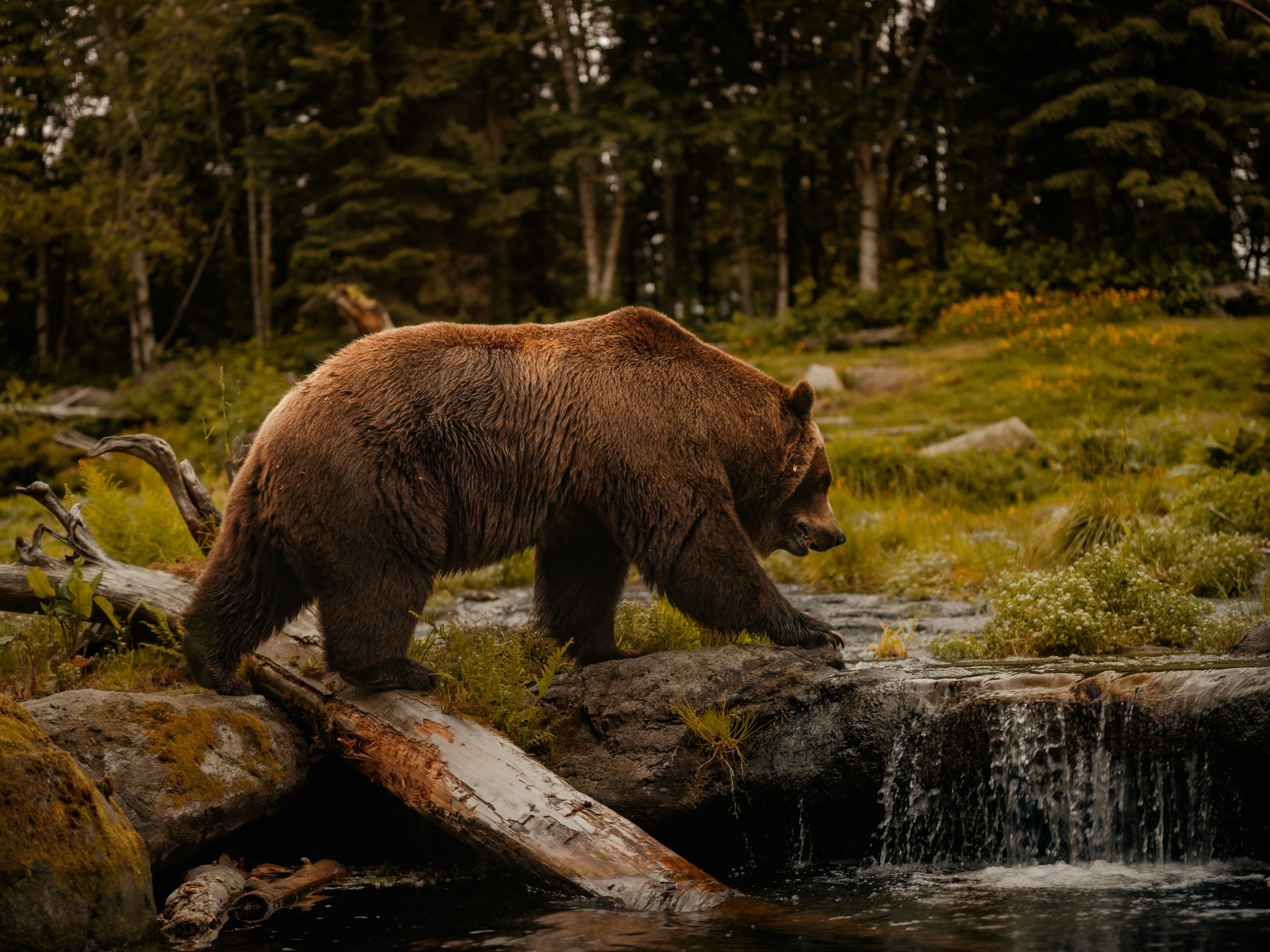 3000x2249 A brown bear walking across a river next to a forest photo
