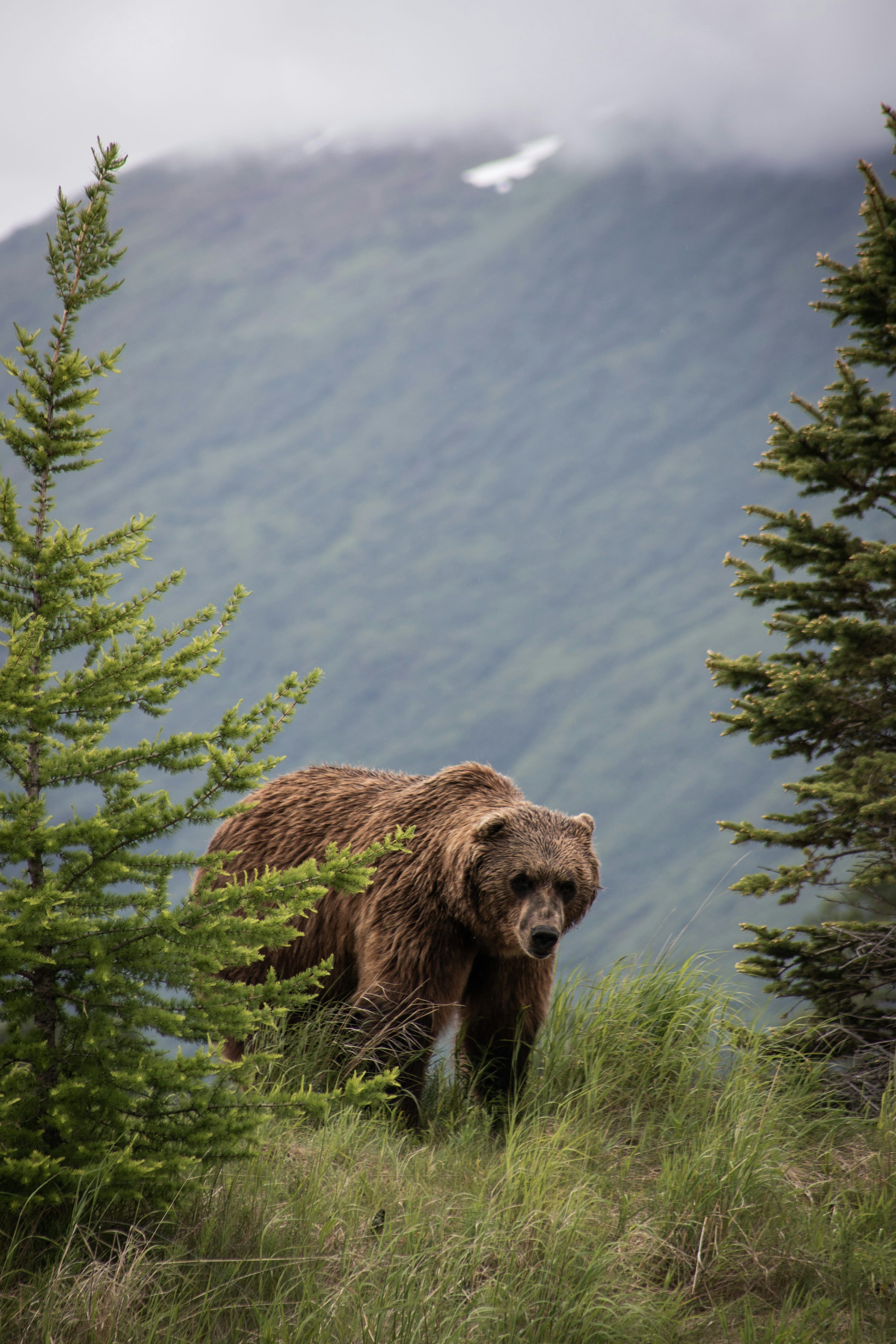 3000x4500 Brown bear on green tree during daytime photo