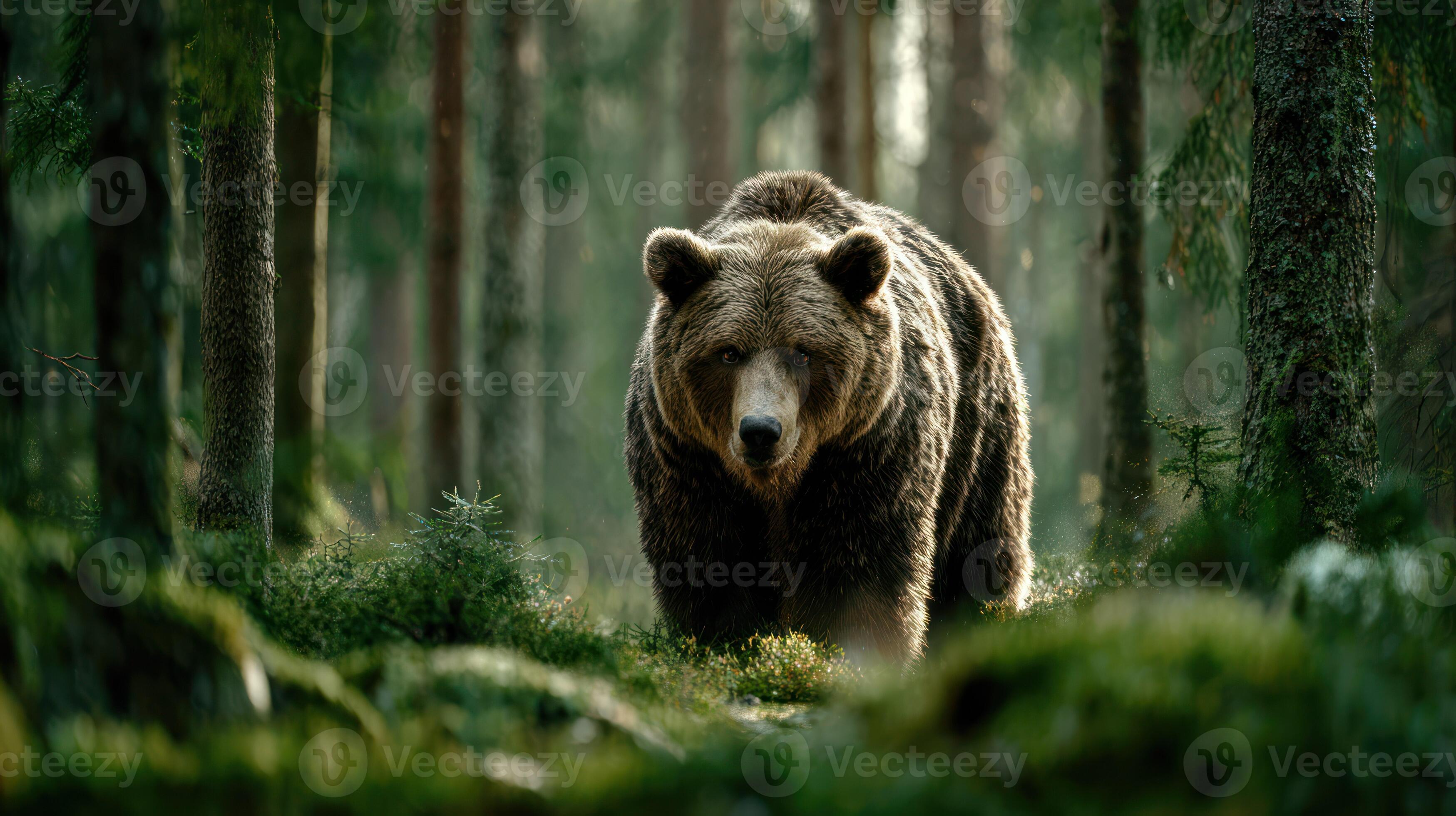 3498x1960 Brown Bear Standing in a Forest Clearing Looking Towards the Camera