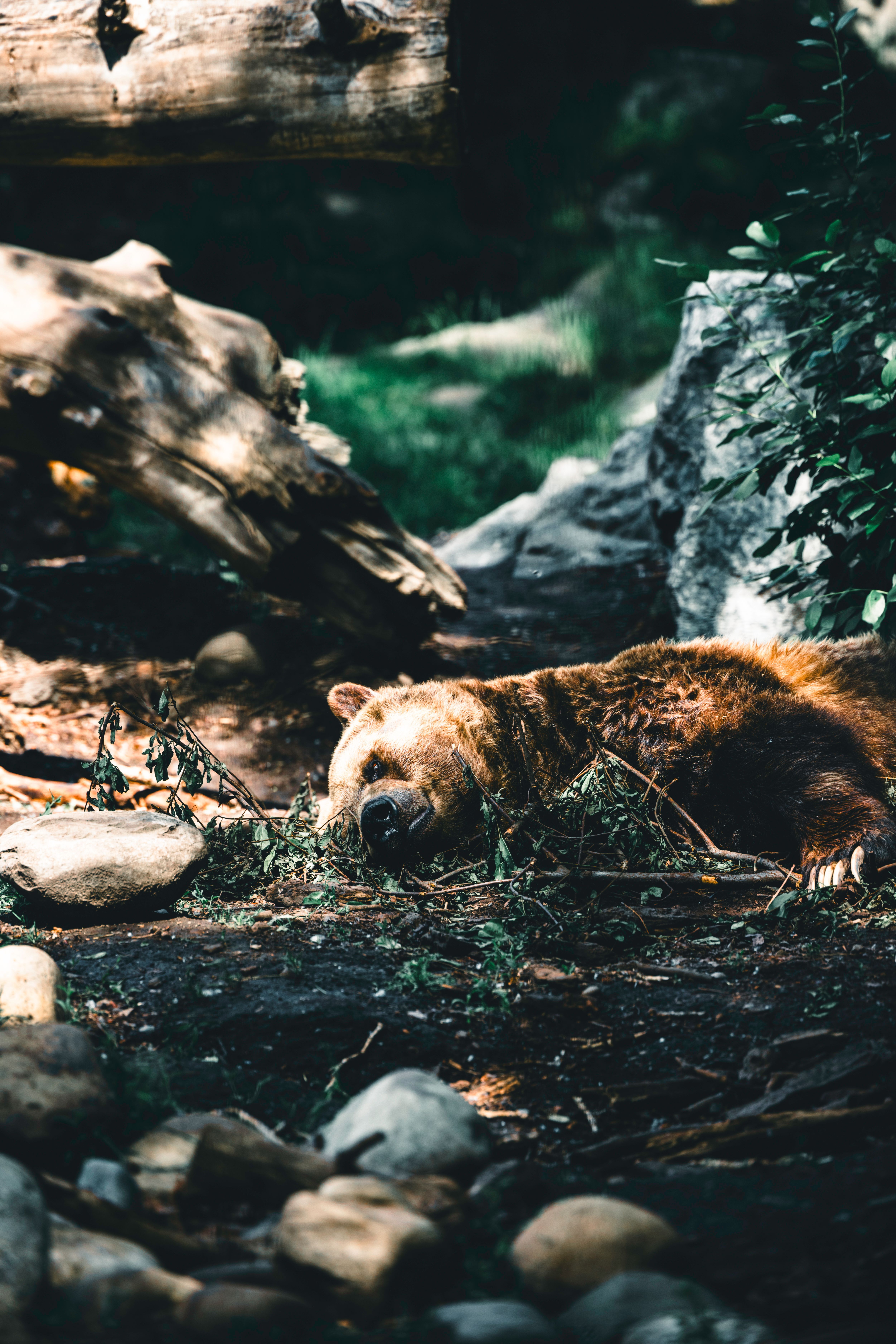 5006x7506 Bear In Forest Photo, Download The BEST Free Bear In Forest & HD Image