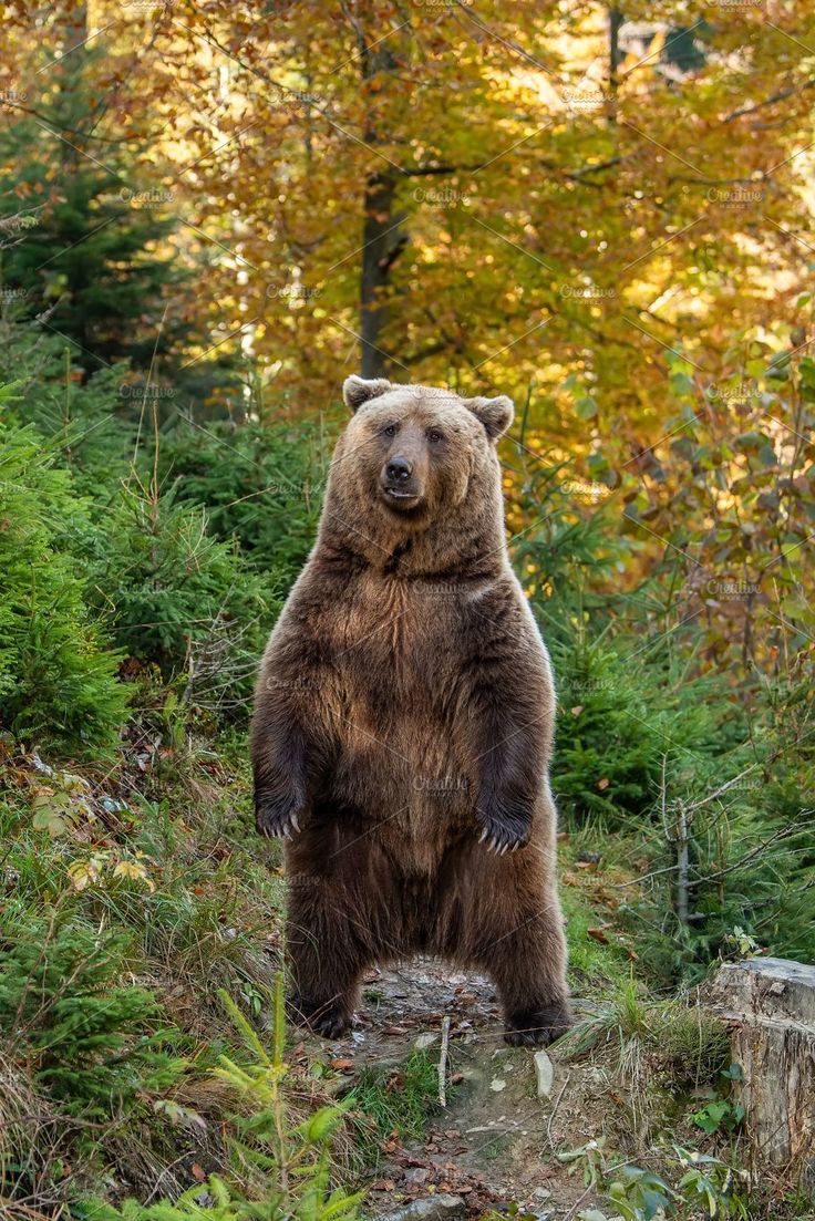 736x1103 Brown Bear in Autumn Forest. Autumn bear wallpaper, Bear in fall, Wild bears