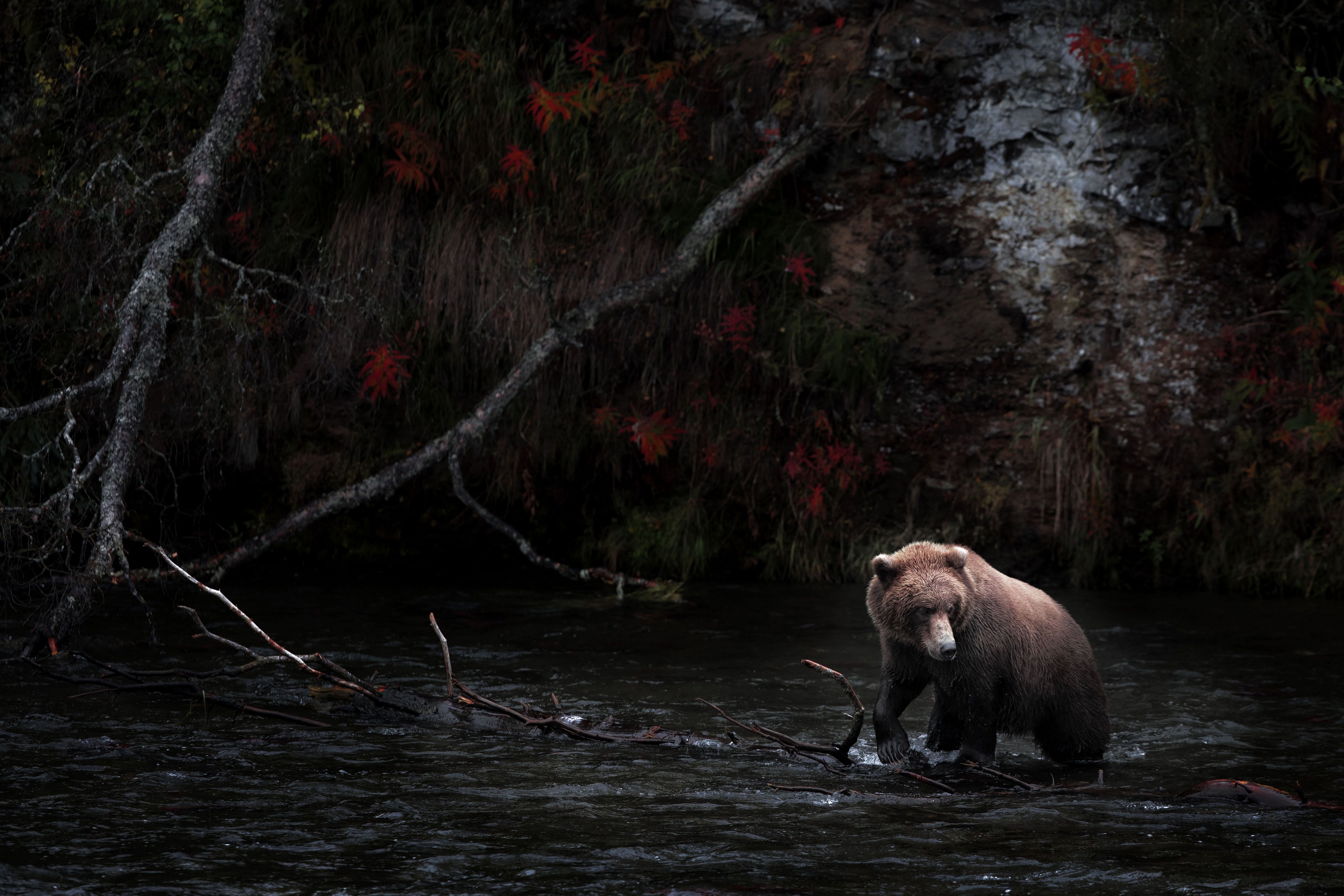 5249x3499 Majestic Bear in Dark Forest