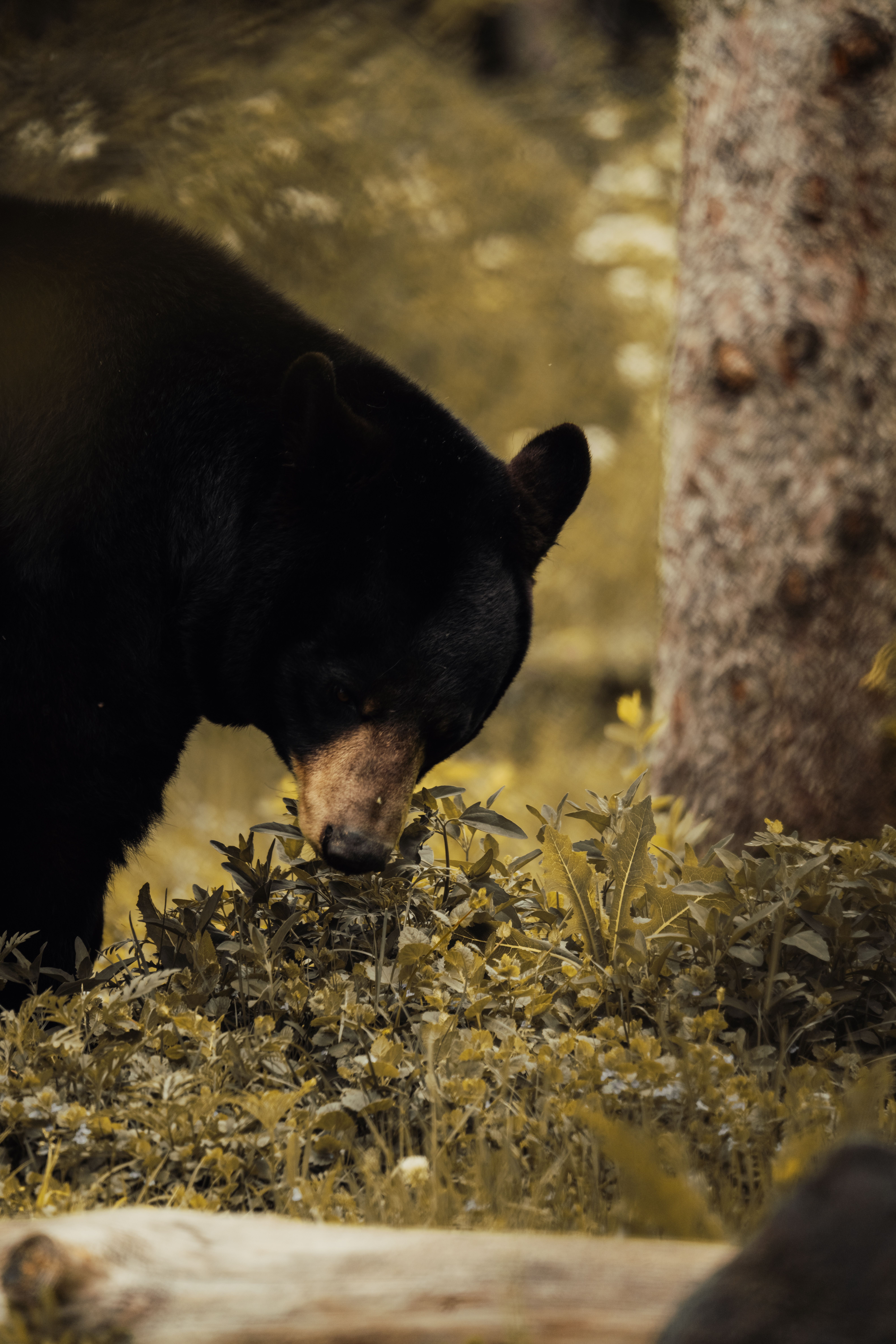6336x9504 Captivating Black Bear in Forest Setting · Free