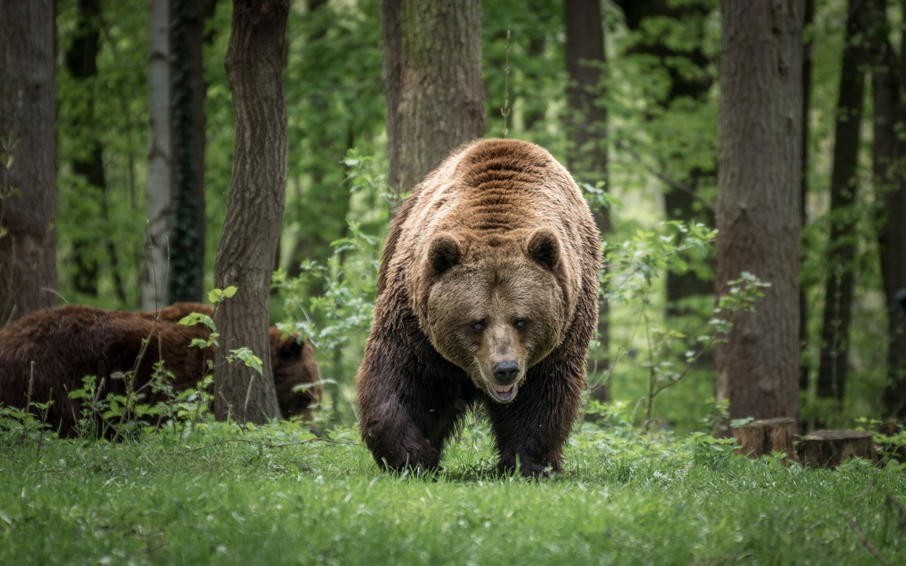 2880x1800 Forest Bear Wallpaper