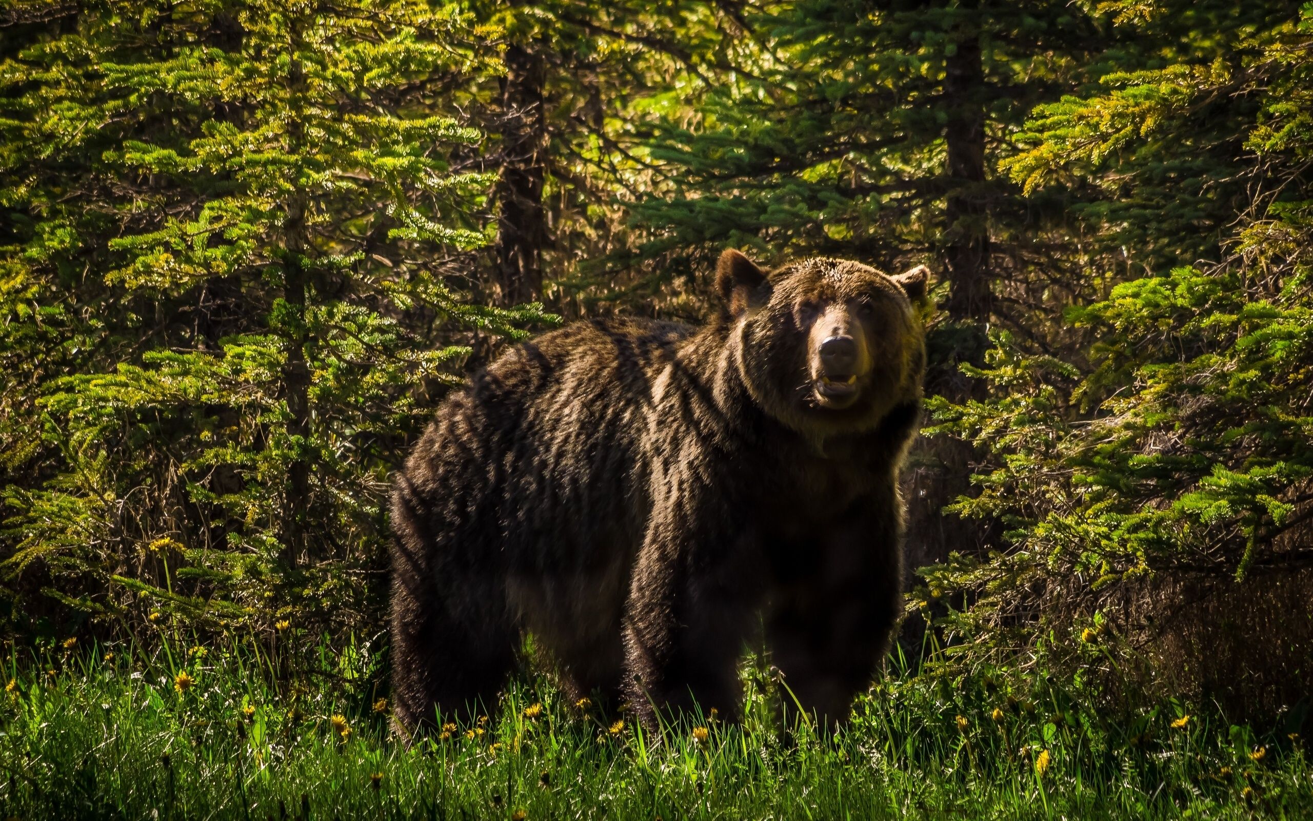 2560x1600 grizzly, Bear, Forest Wallpaper HD / Desktop and Mobile Background