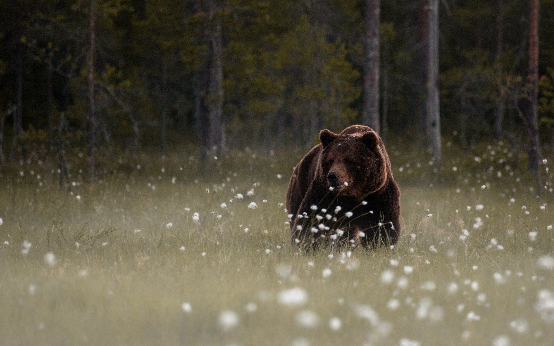 1920x1200 Majestic Bear in HD Wallpaper Serenityx1200