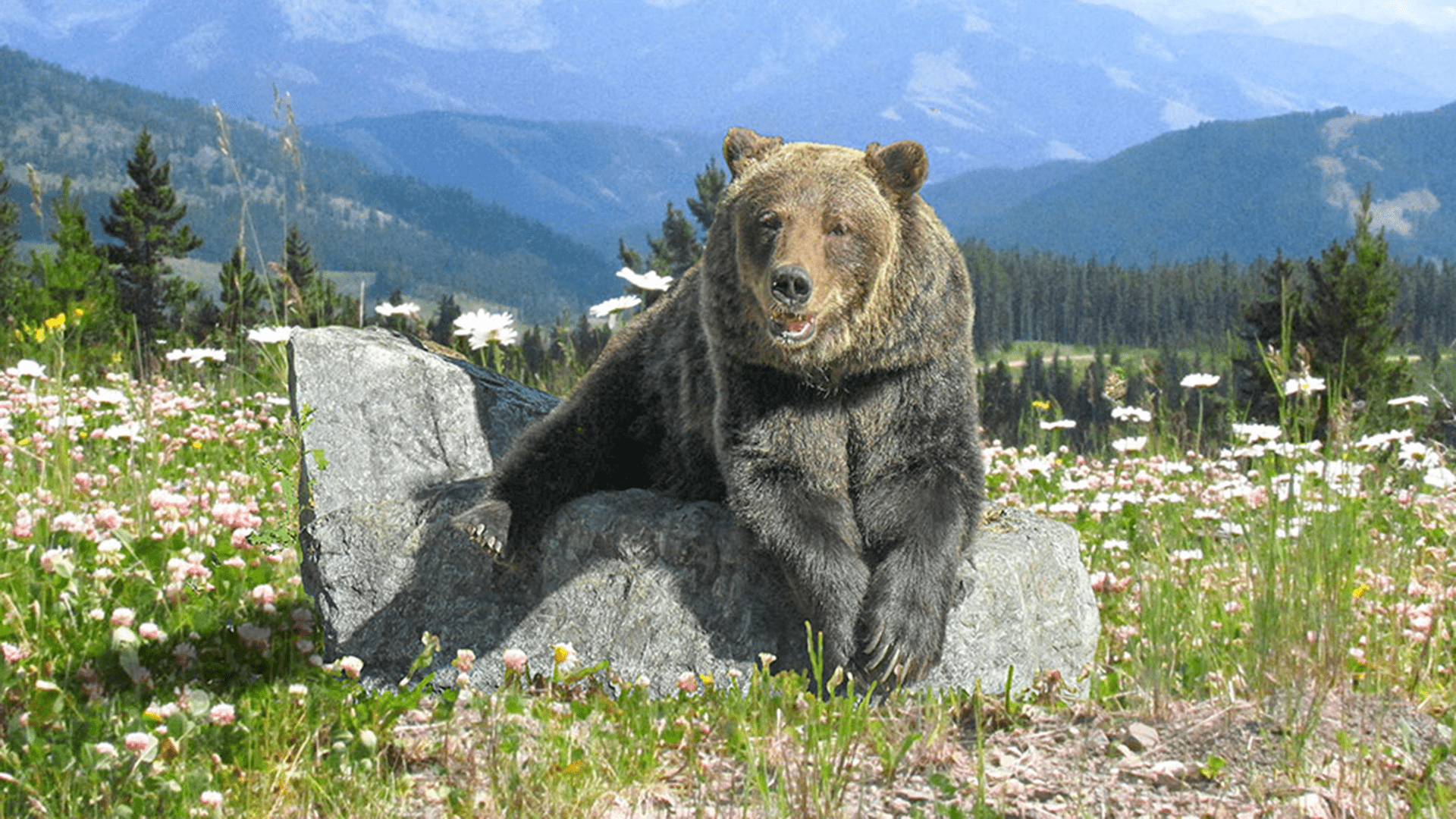 1920x1080 The Bear Necessities: Why Our Forests Need Bears