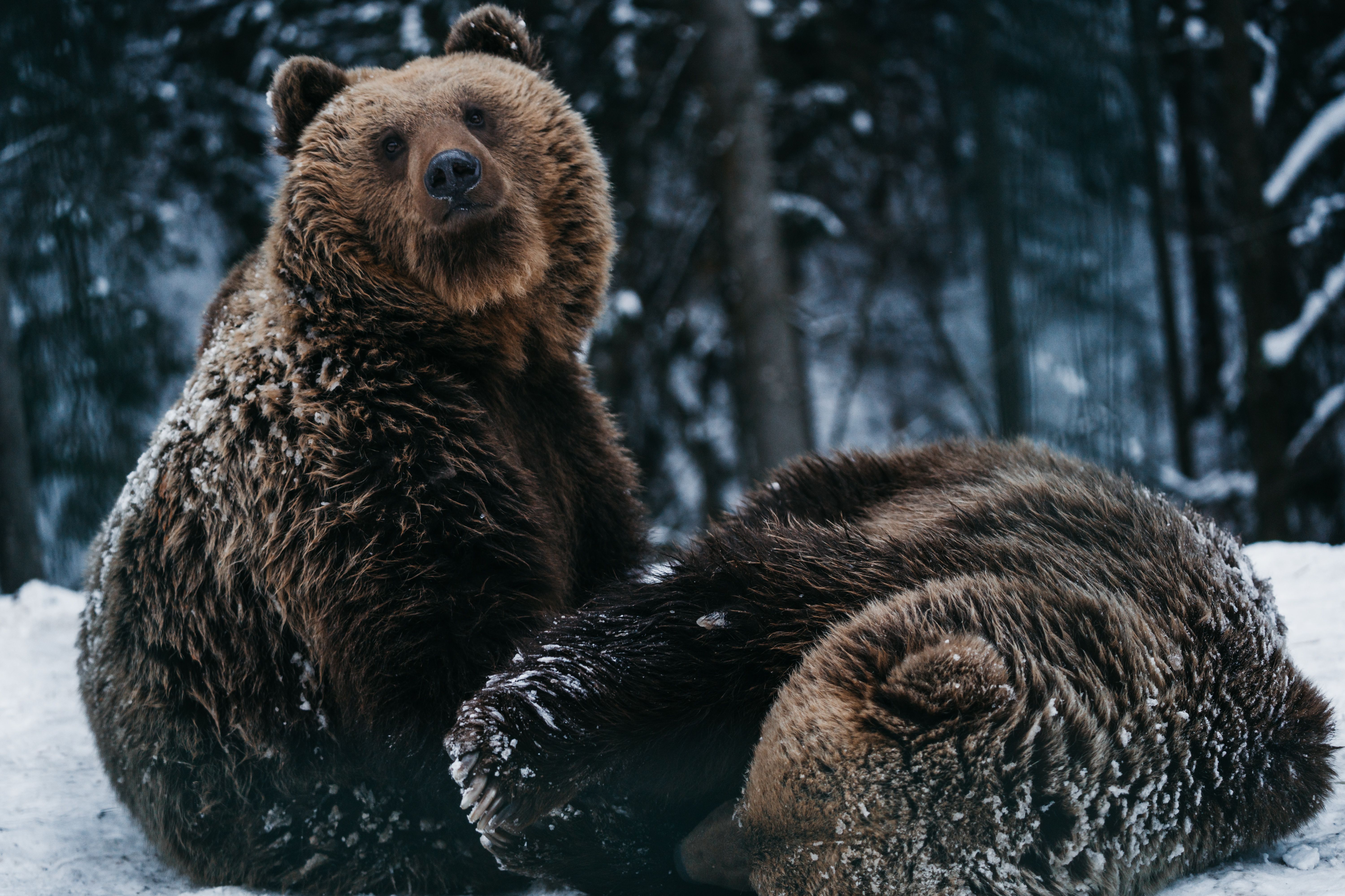 6000x4000 Bears In The Forest Photo, Download The BEST Free Bears In The Forest & HD Image
