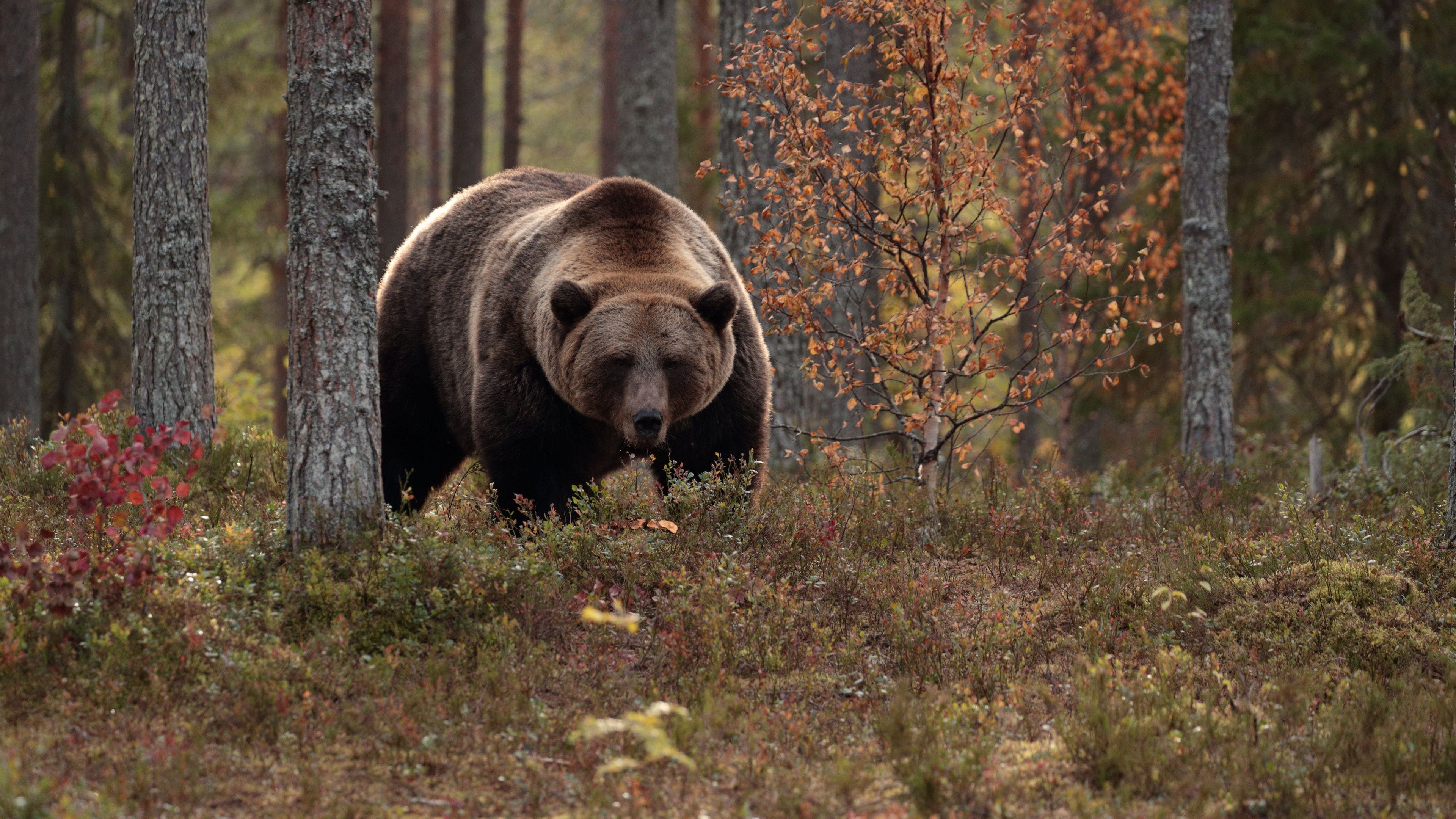 3840x2160 Big Black Brown Bear Is Walking In Forest During Daytime 4K 5K HD Animals Wallpaper