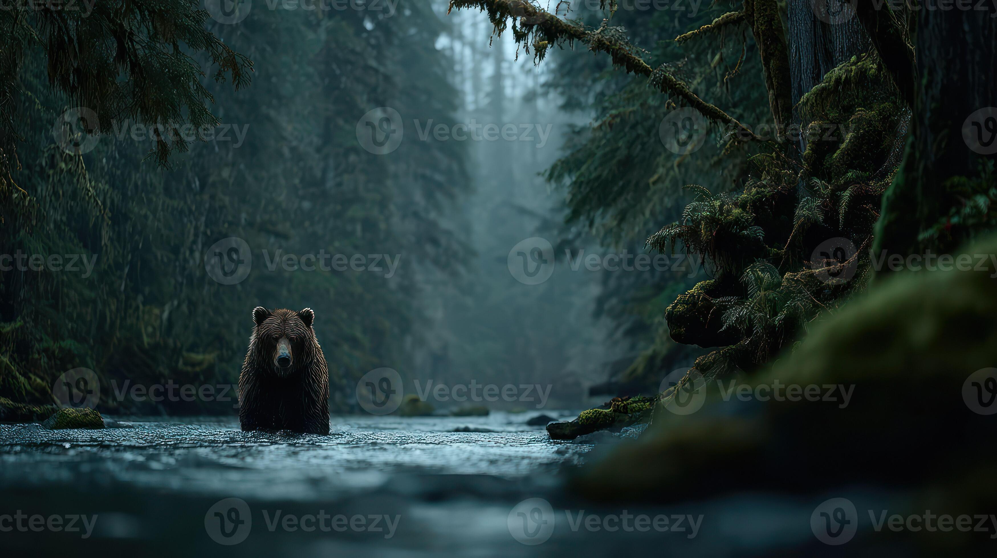 3498x1960 Grizzly Bear Standing in a River in a Temperate Rainforest