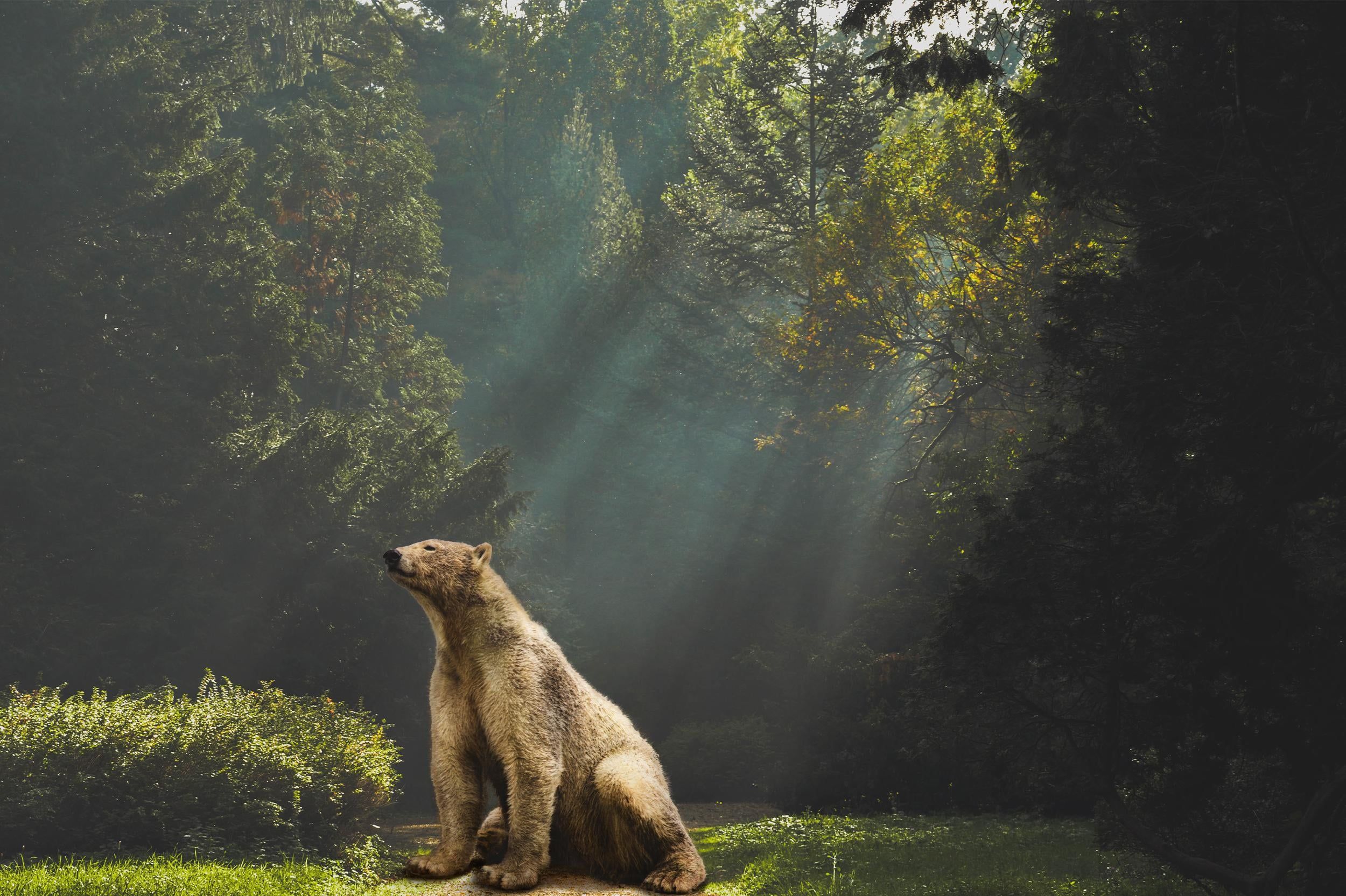 2500x1665 my composited polar bear in the forest does not look realistic, please help me find out why