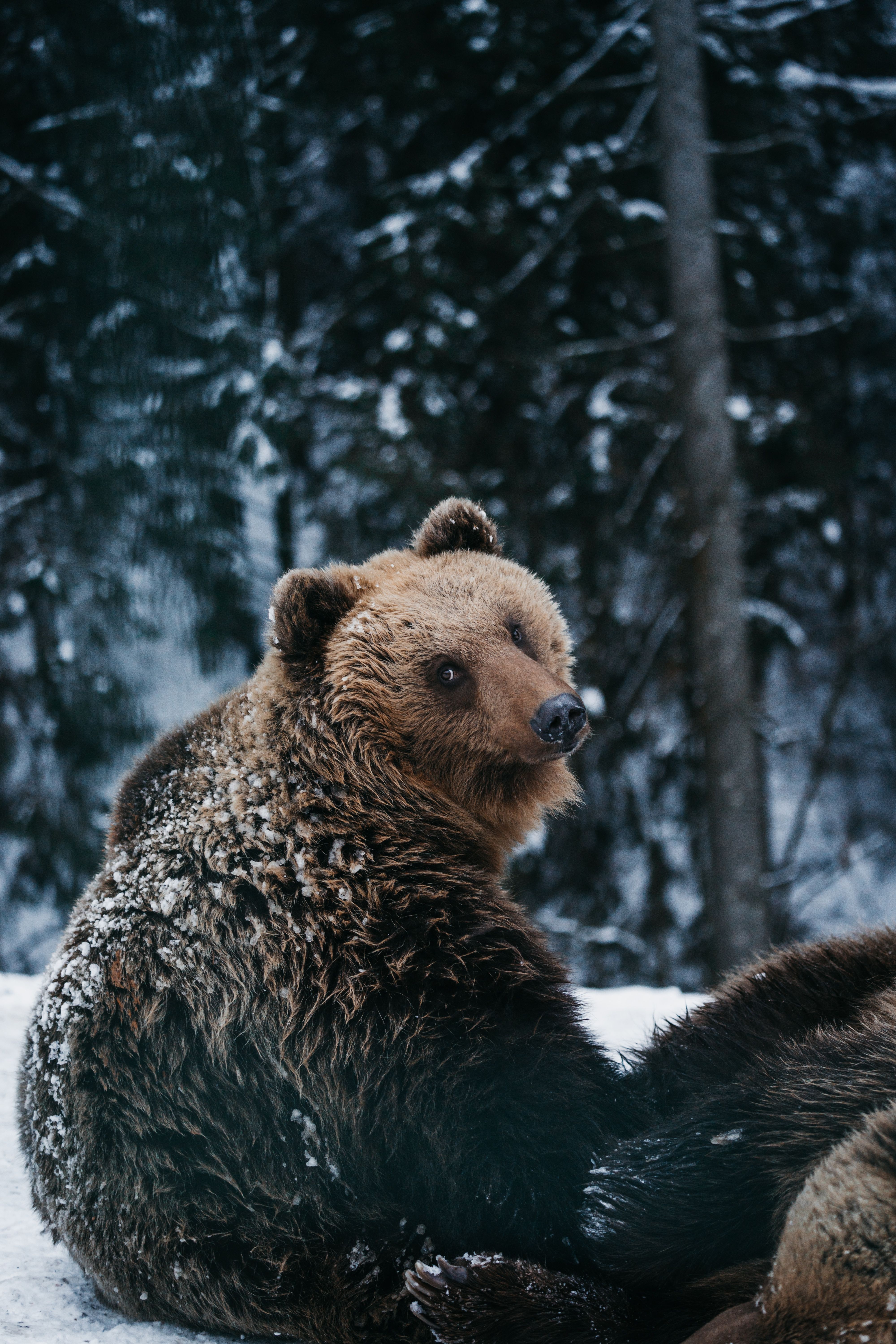 4000x6000 Grizzly Bear Lying on Snow · Free