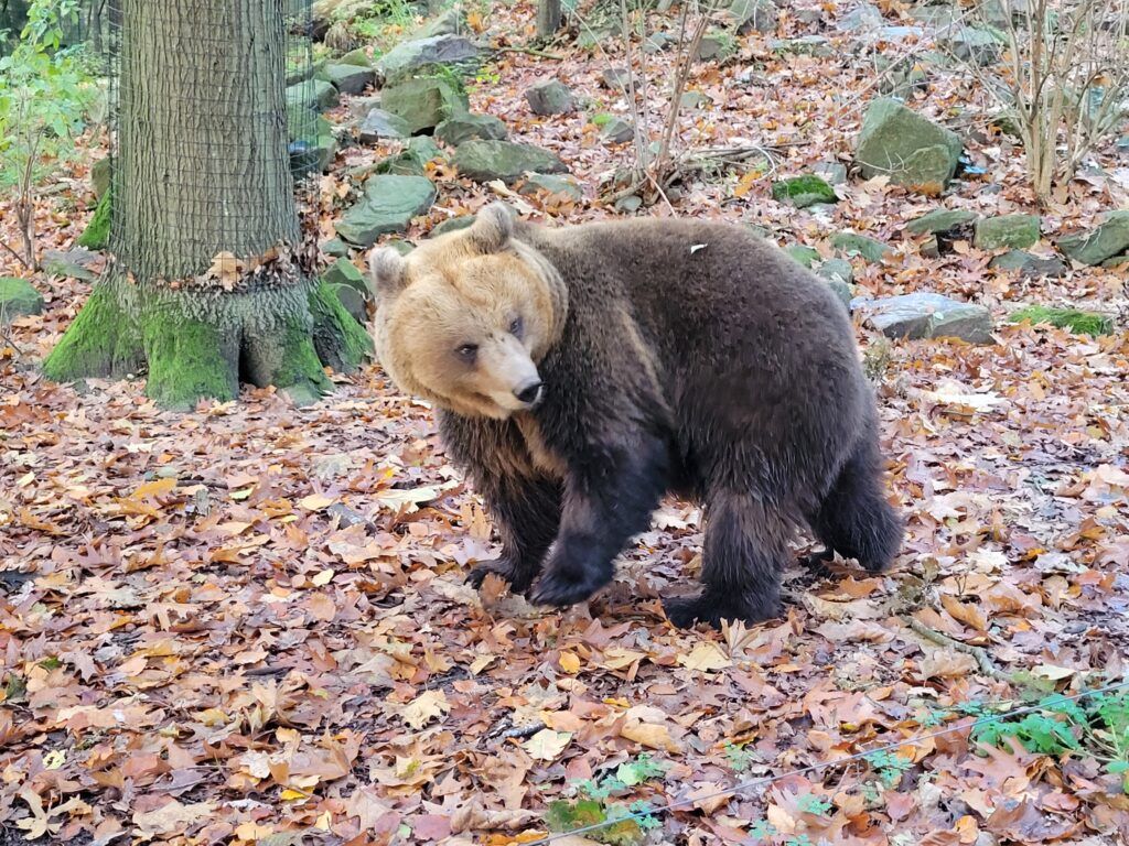 1024x768 The Bear Forest