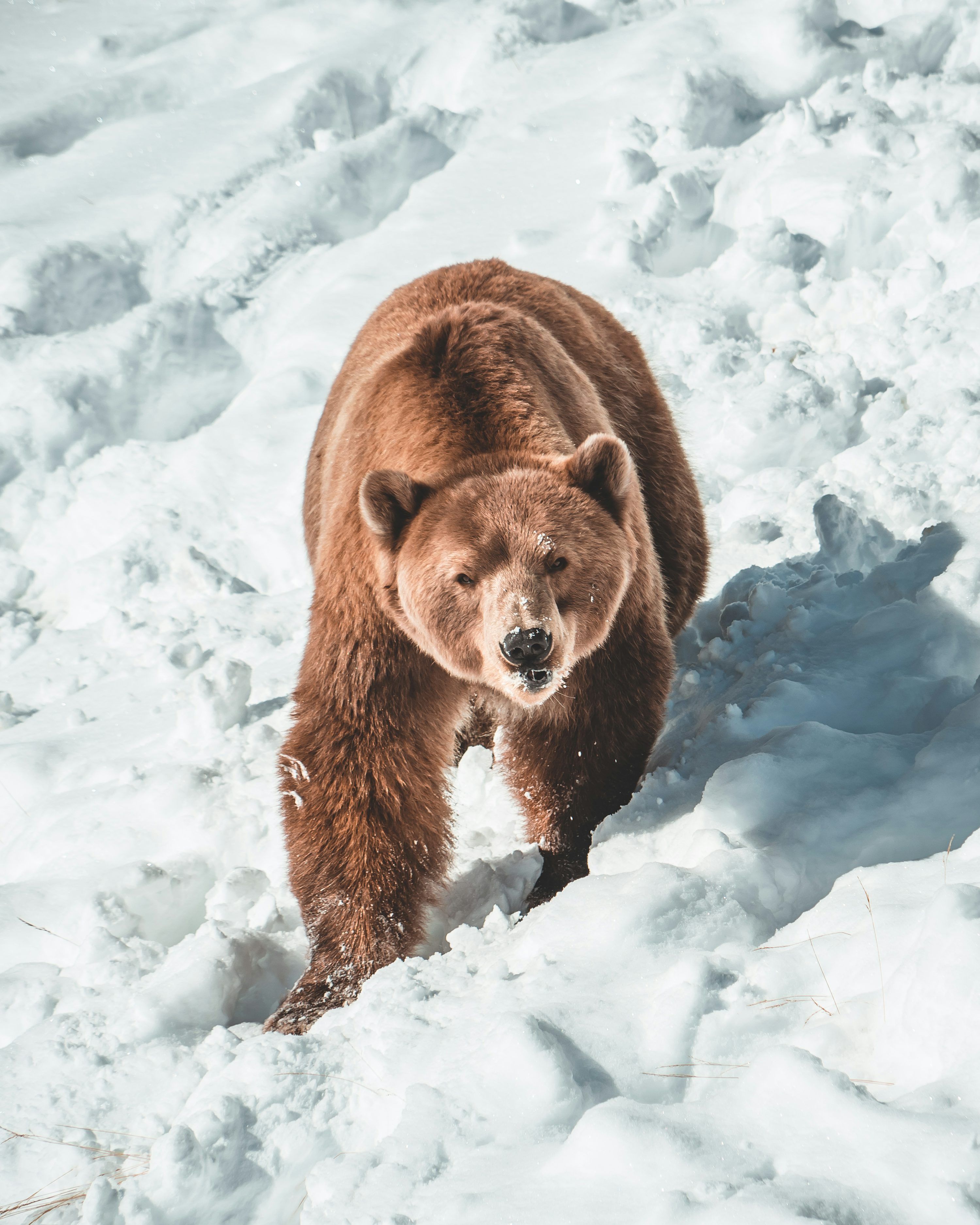 3000x3750 Brown bear on snow covered ground during daytime photo