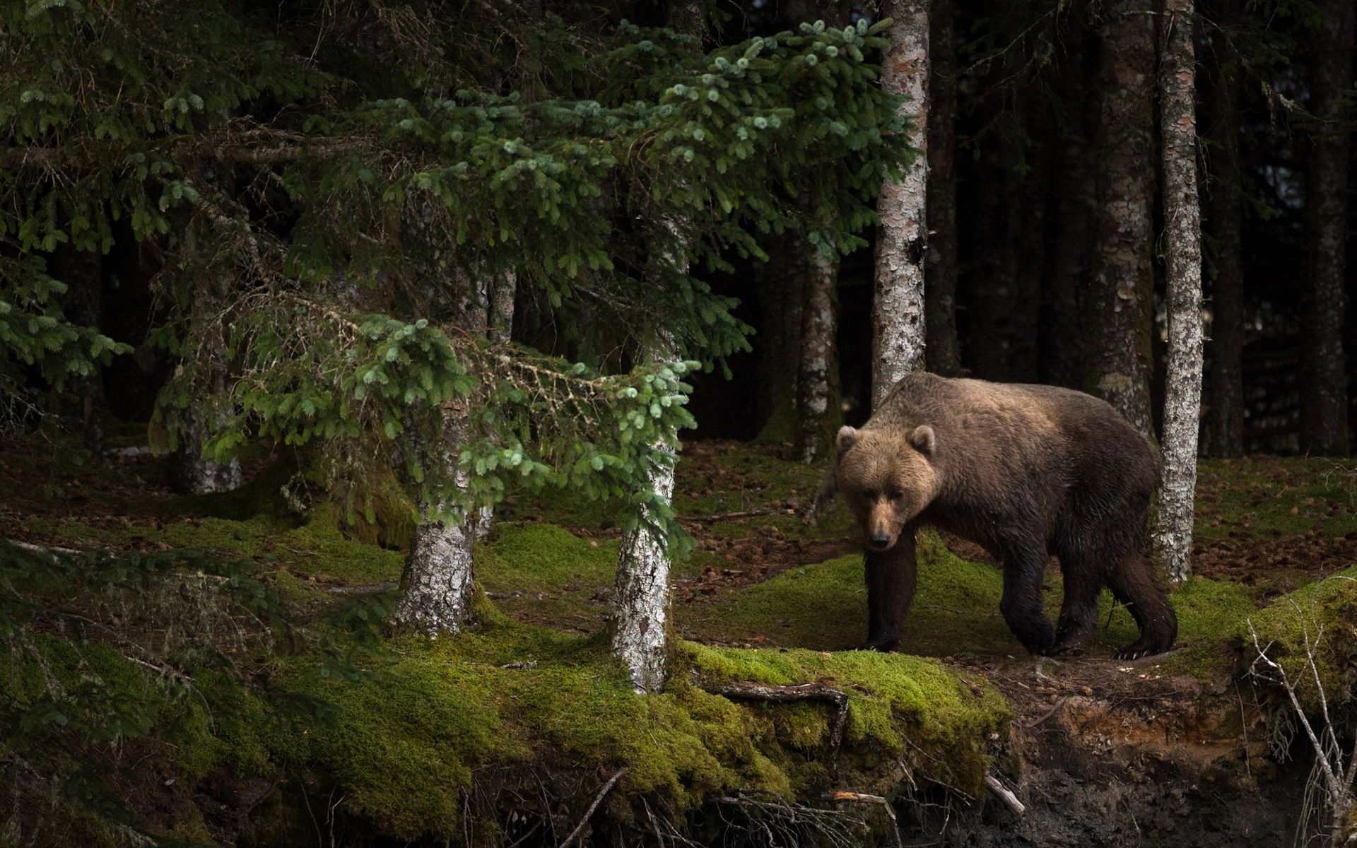 1920x1200 Bear, Forest, Moss 640x1136 IPhone 5 5S 5C SE Wallpaper, Background, Picture, Image