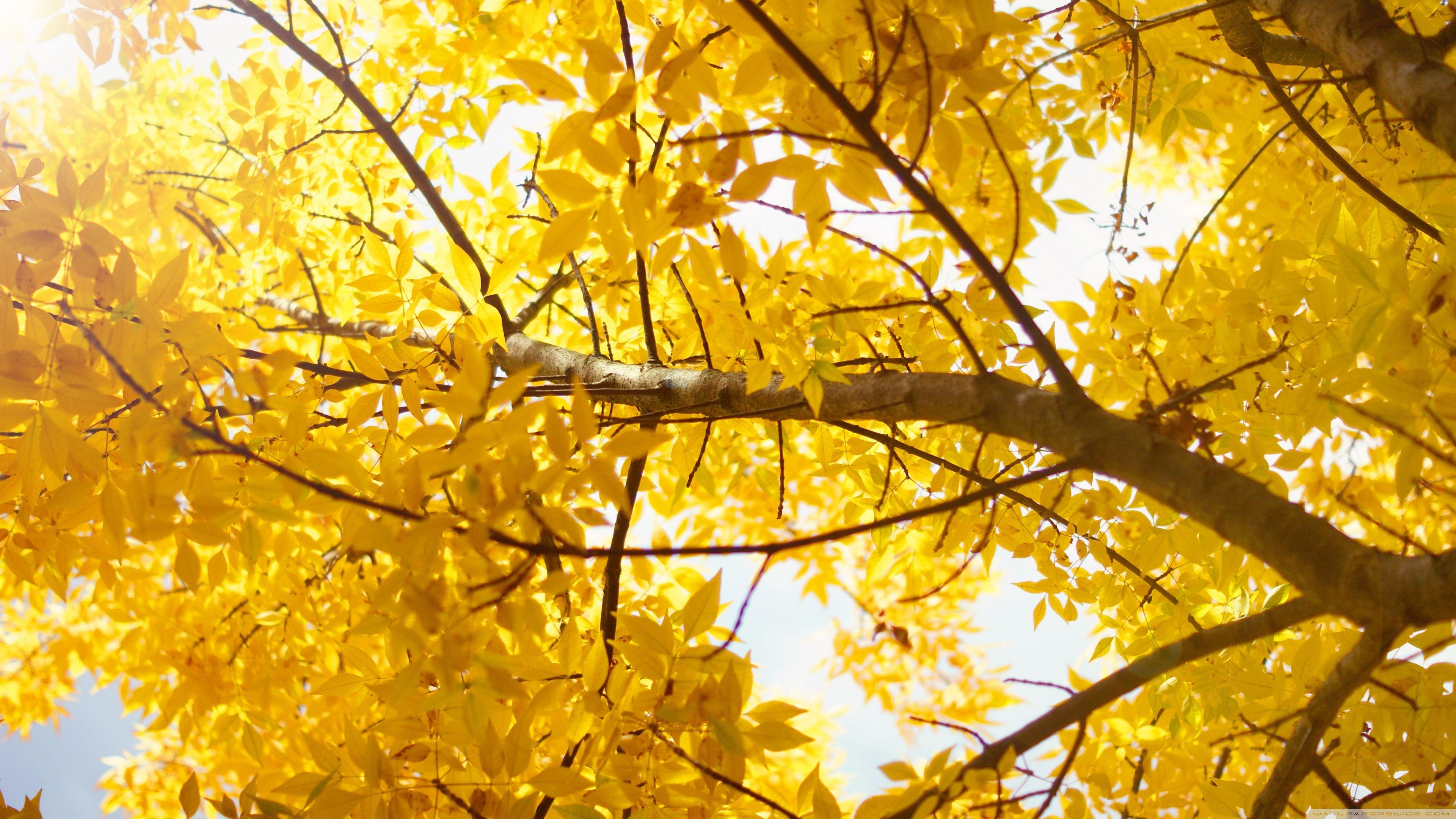 3840x2160 Yellow Ultra HD Desktop Background Wallpaper for : Widescreen & UltraWide Desktop & Laptop : Multi Display, Dual Monitor