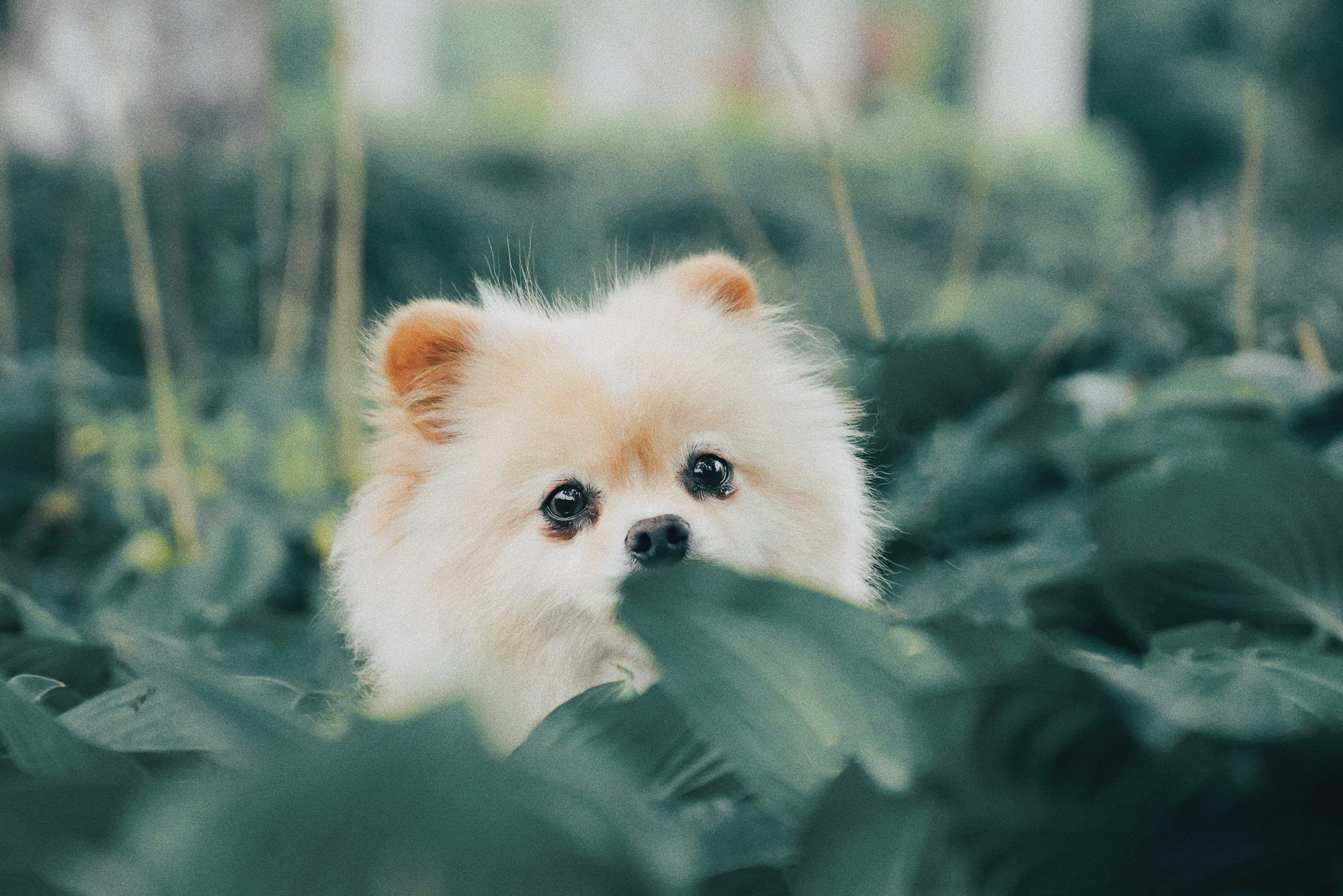 3000x2002 Cute Wallpaper: Free HD Download [4K]