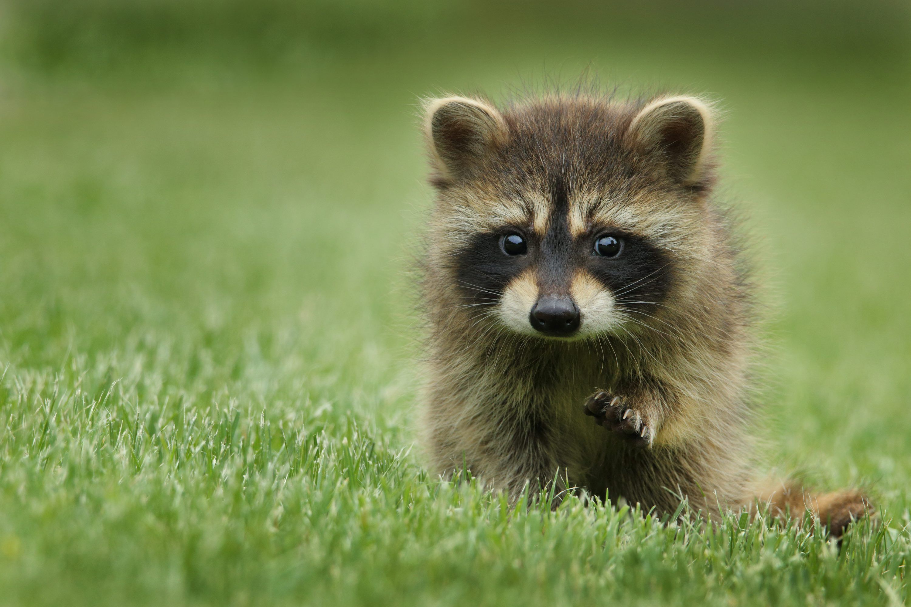 3000x2000 Cute Wallpaper Picture. Download Free Image