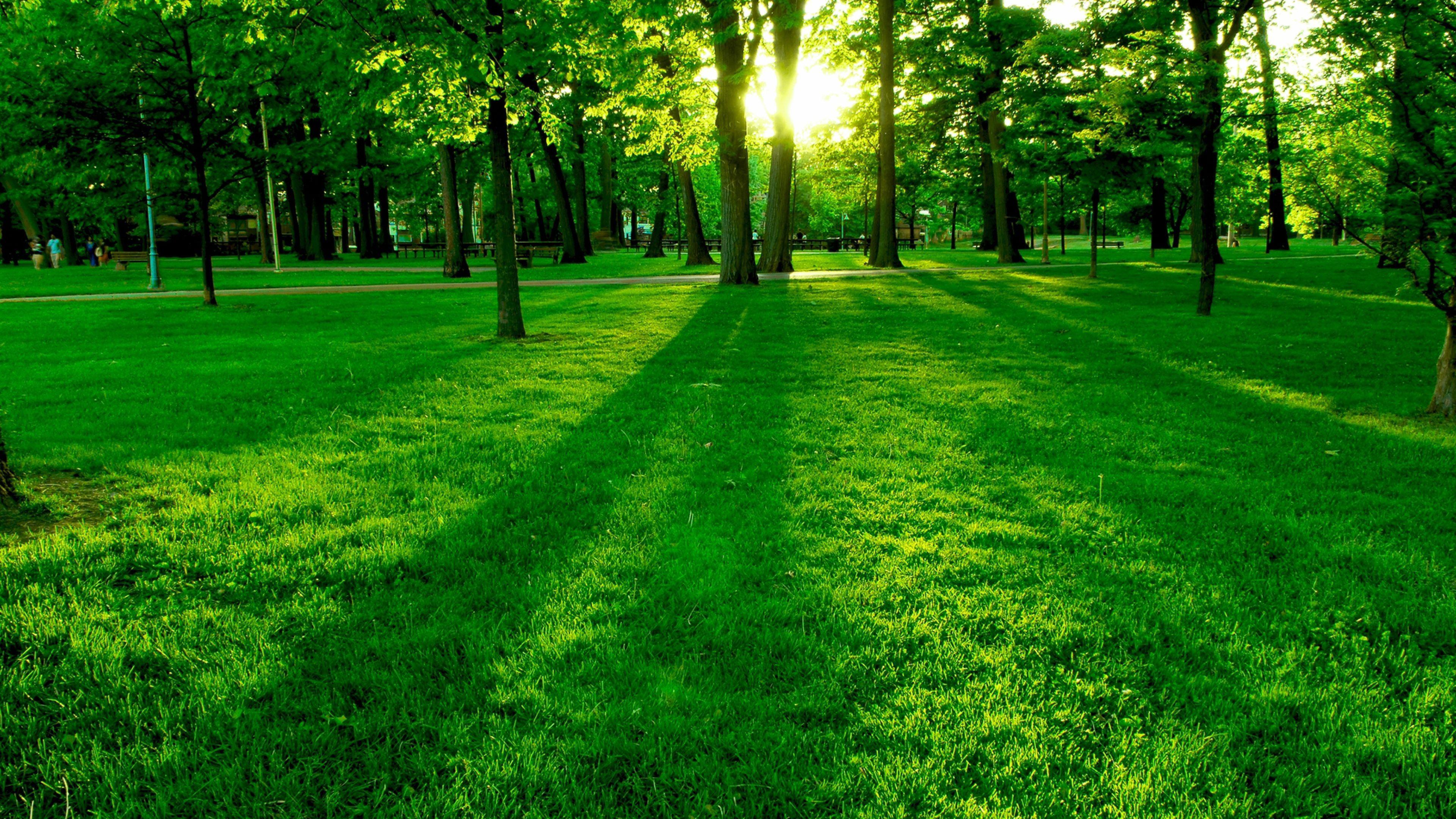 3840x2160 Free download Green Grass 4K Wallpaper 4K Wallpaper Ultra HD 4K