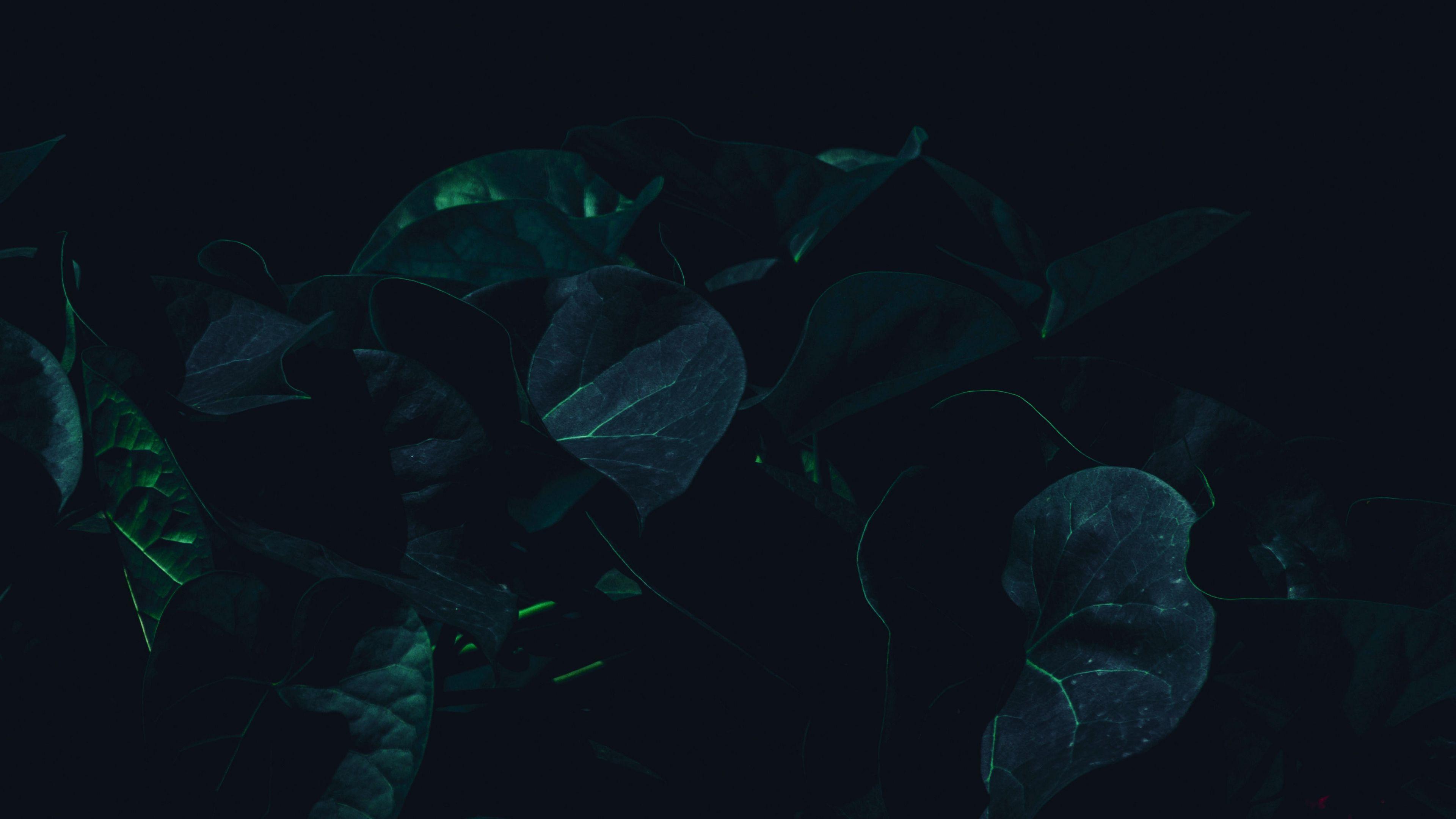 3840x2160 Download wallpaper 3840x2160 leaves, plant, dark, green, shade 4k