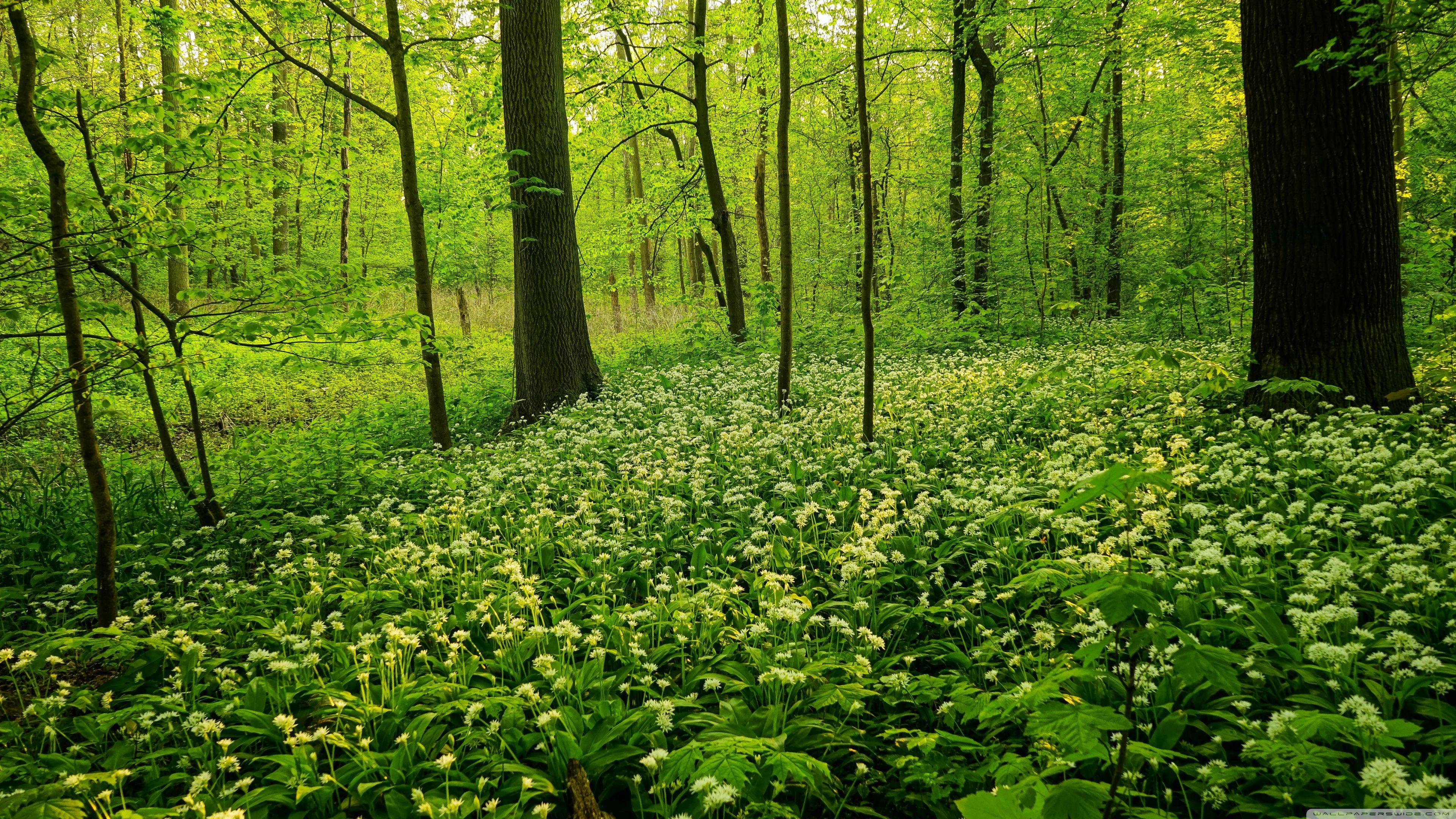 3840x2160 Green Wood Ultra HD Desktop Background Wallpaper for 4K UHD TV