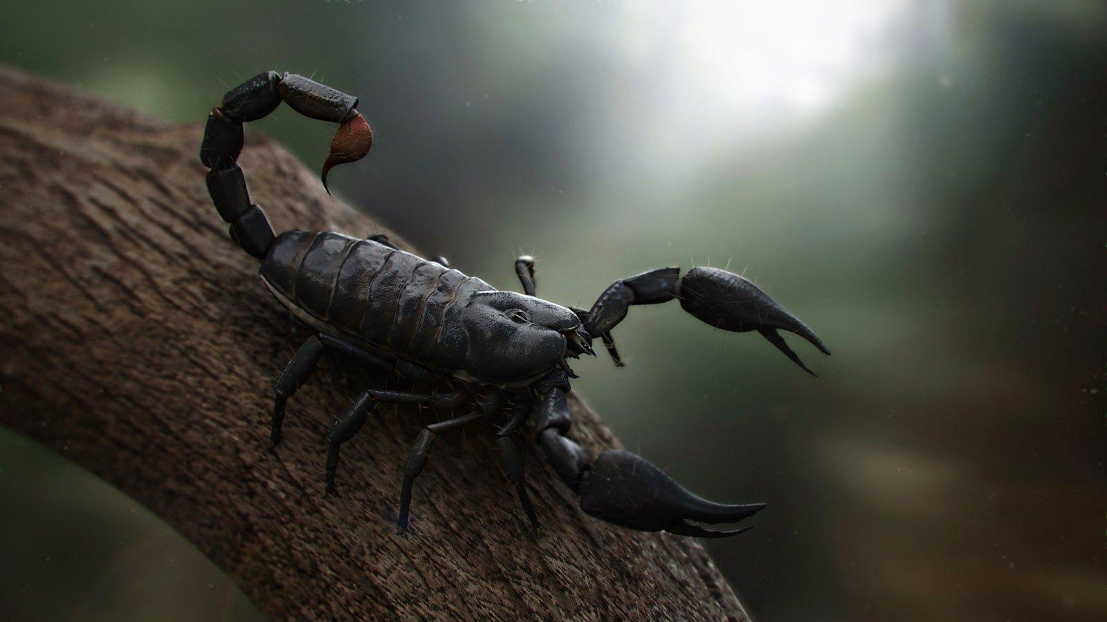 1600x900 Scorpion Desktop Background. Cool Scorpion Wallpaper, Mechanical Scorpion Wallpaper and Tribal Scorpion Wallpaper