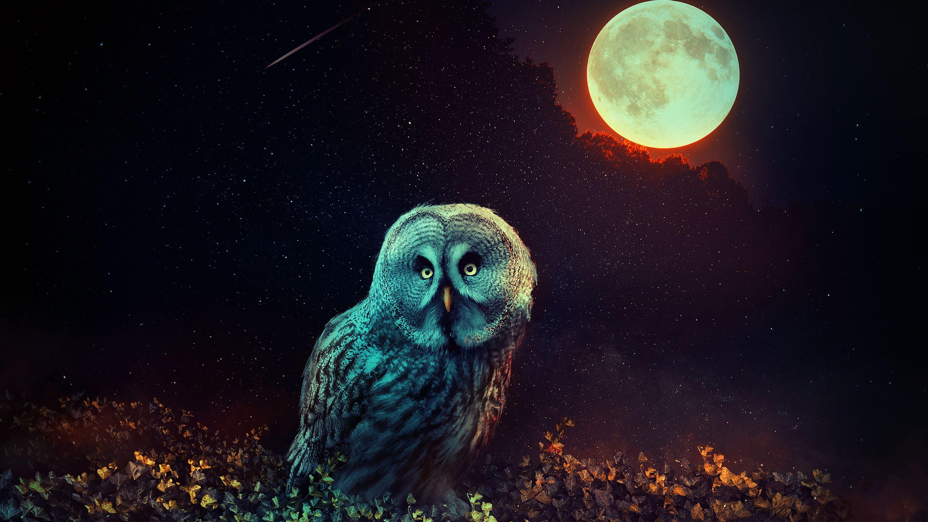 3000x1688 Mystic Owl Wallpaper
