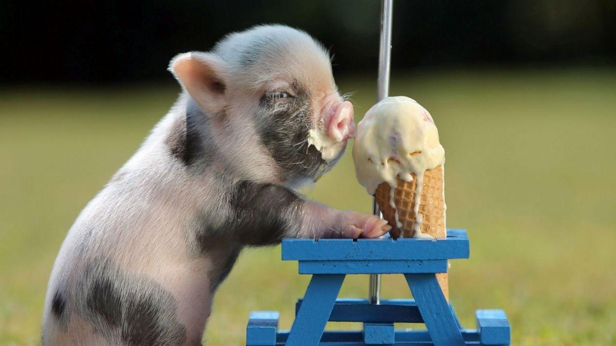 1244x700 DESSERT sweets sugar meal food baby pig cute humor funny wallpaper